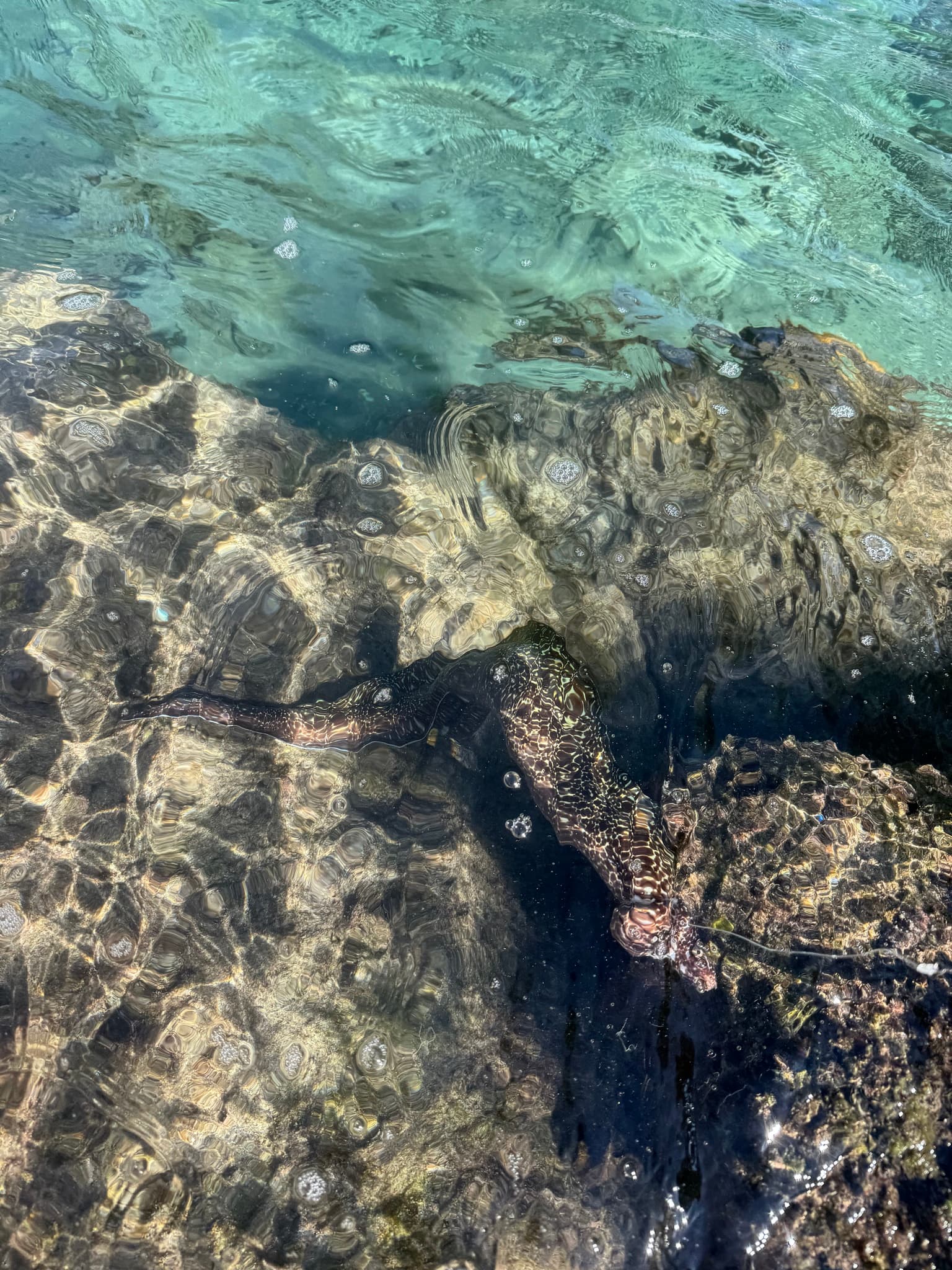 Moray Eel