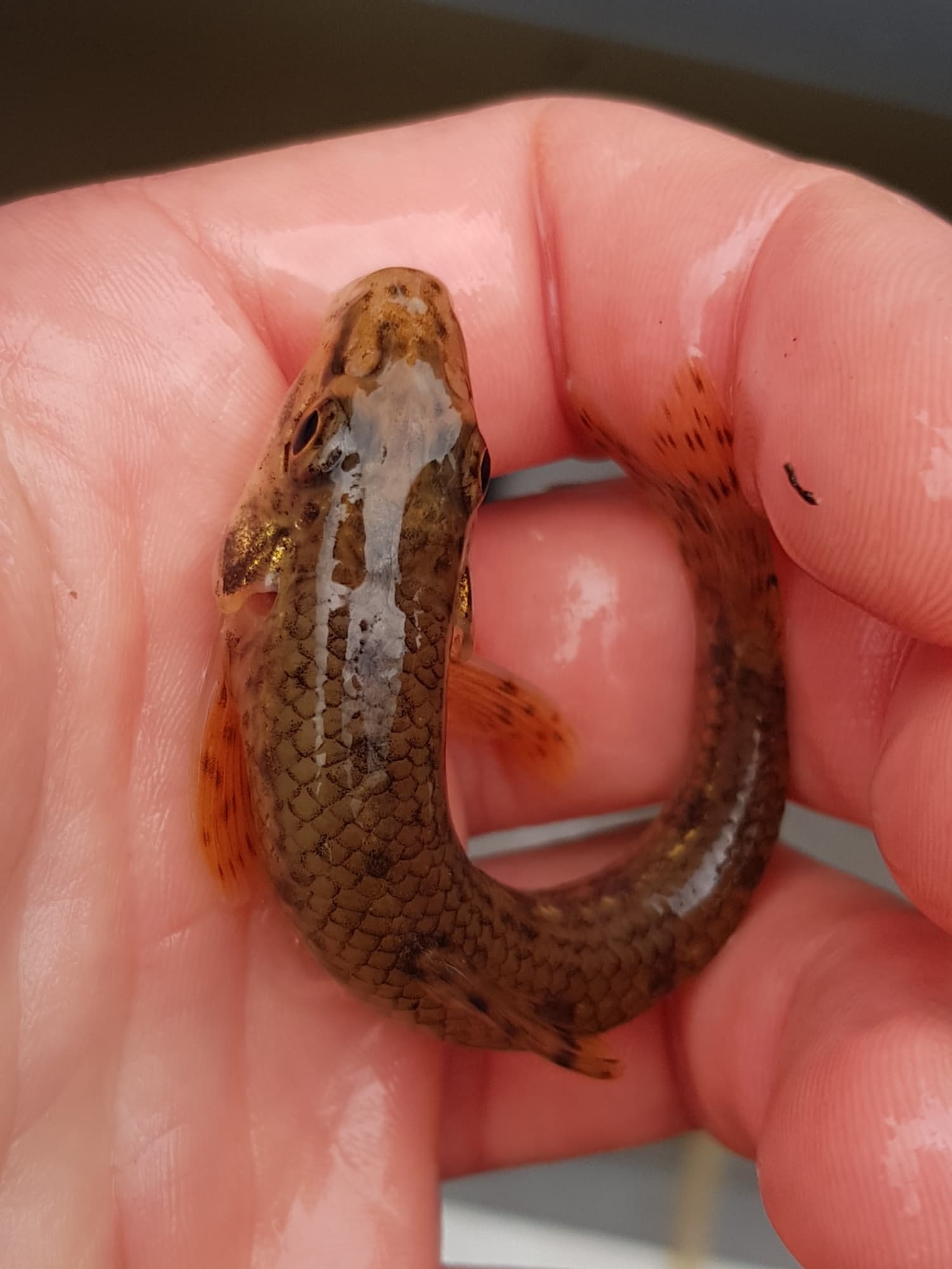 Gudgeon