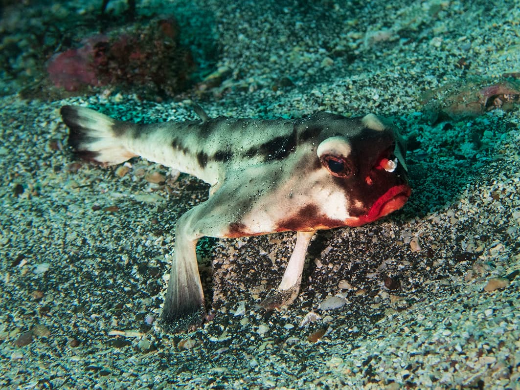 Batfish (Red-lipped)