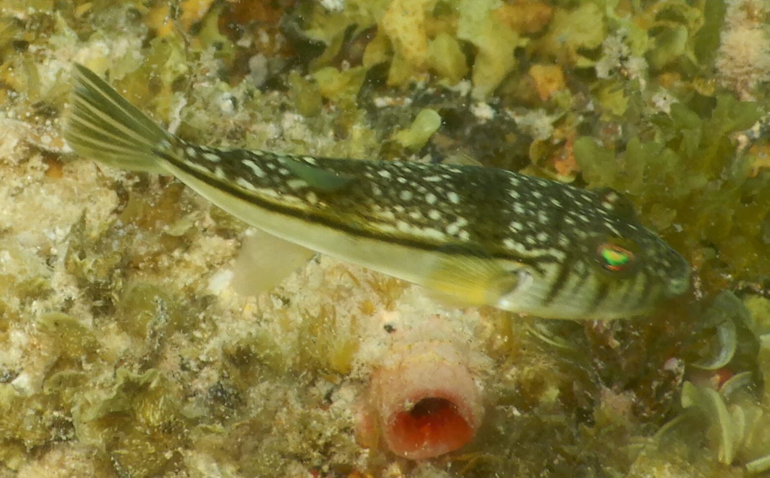 Pufferfish
