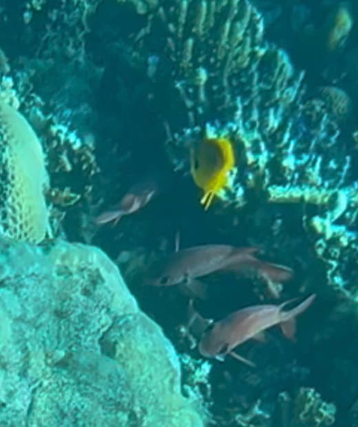 Squirrelfish