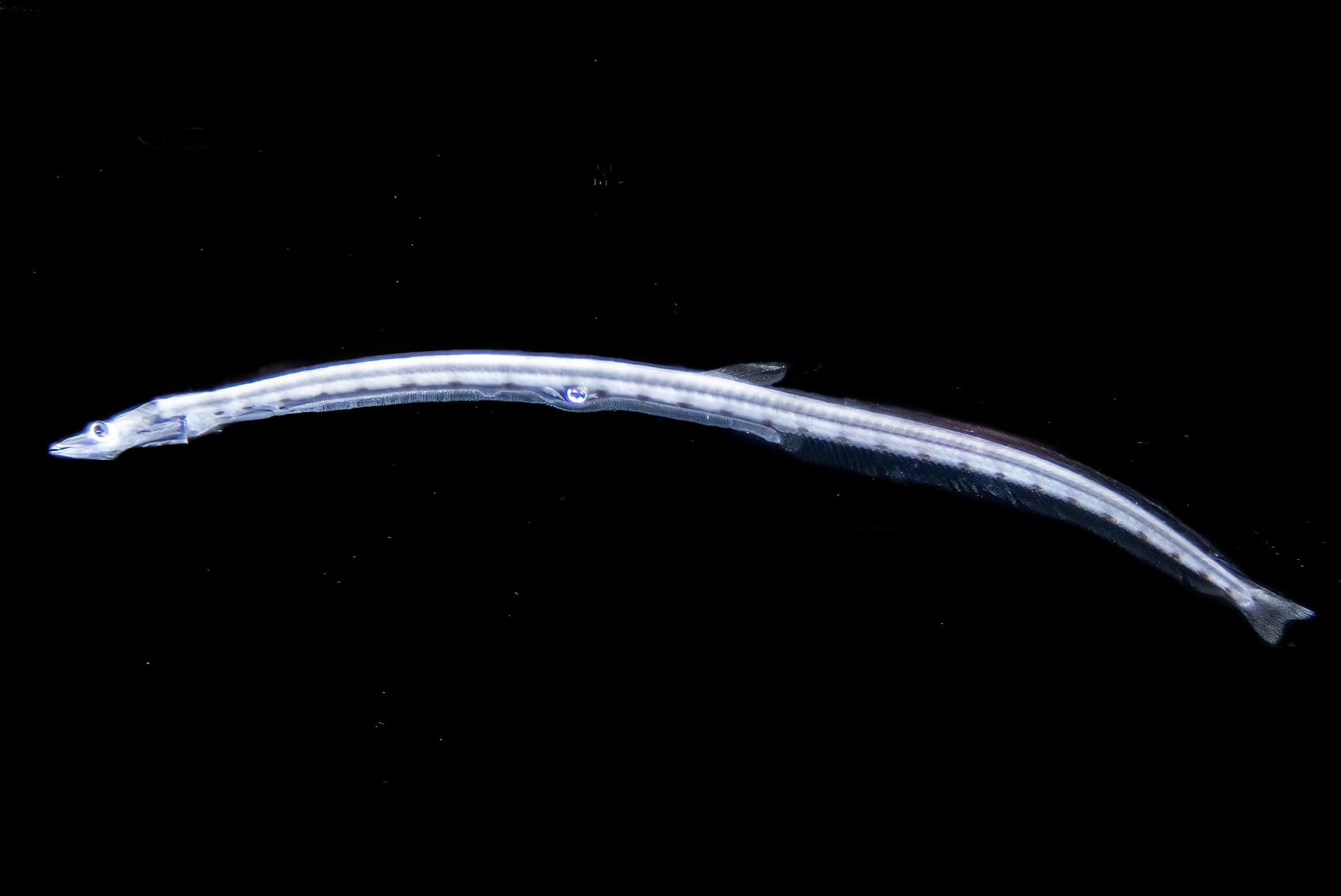 Bristlemouth