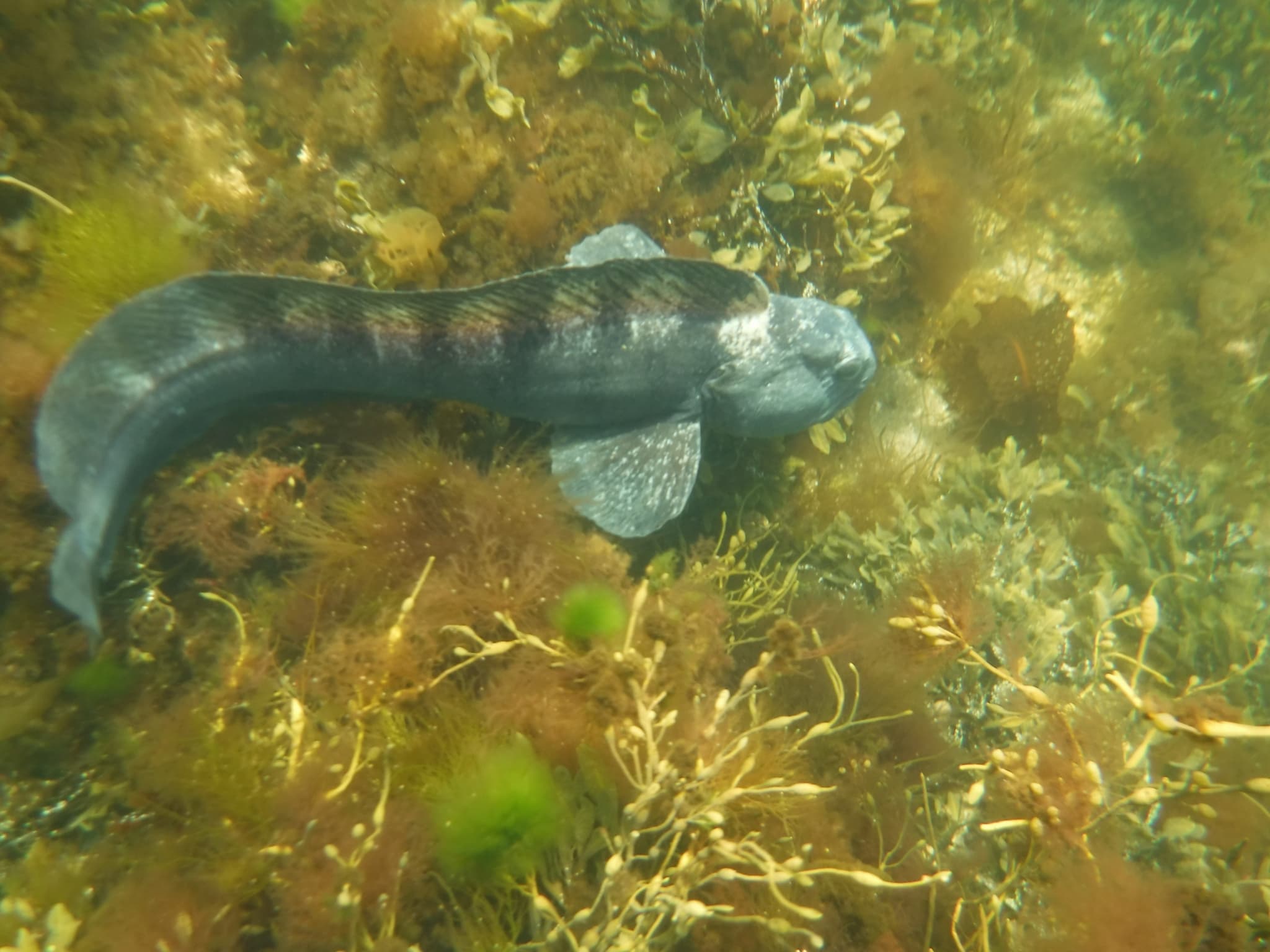 Wolffish (Atlantic)