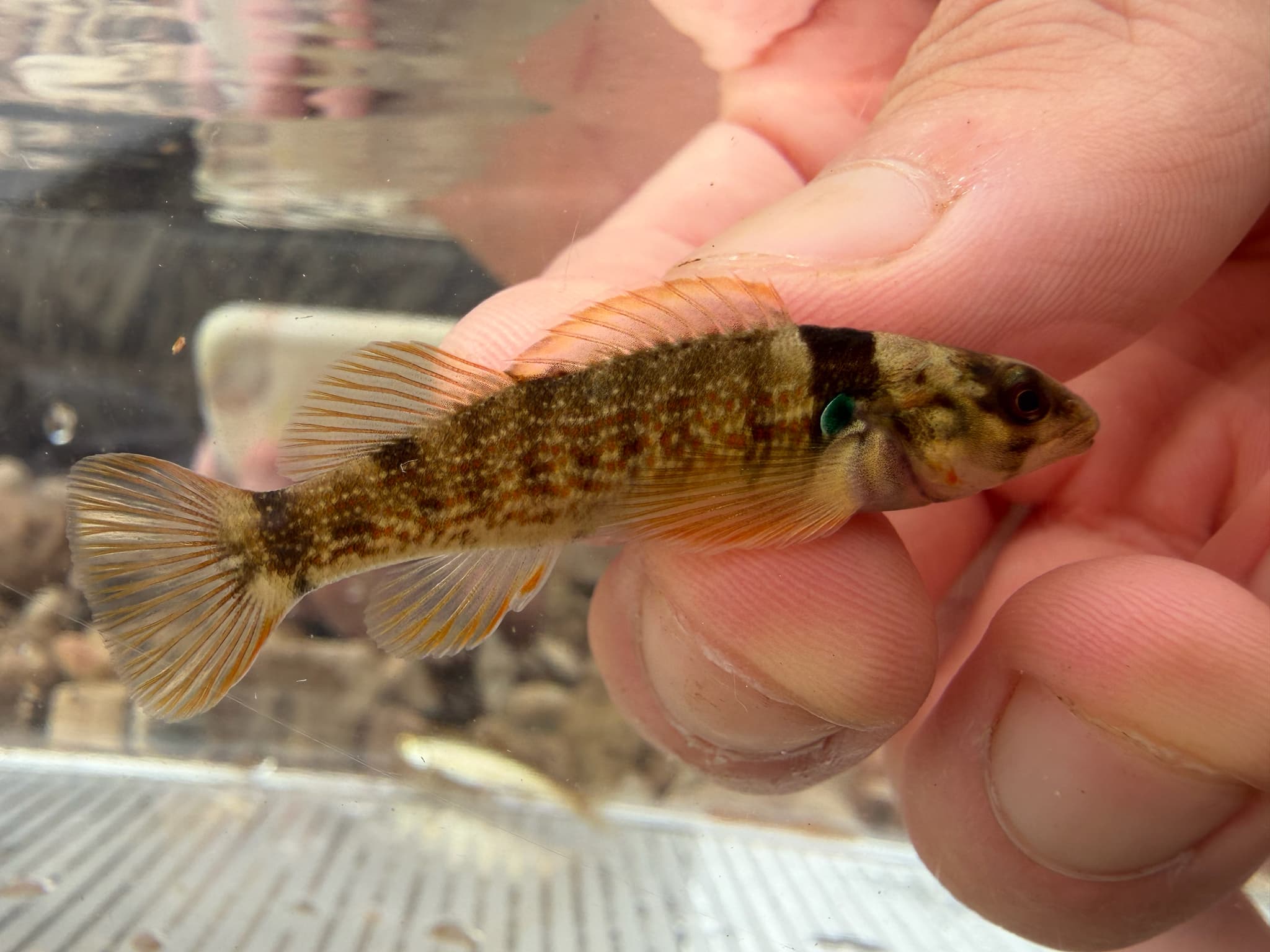 Darter