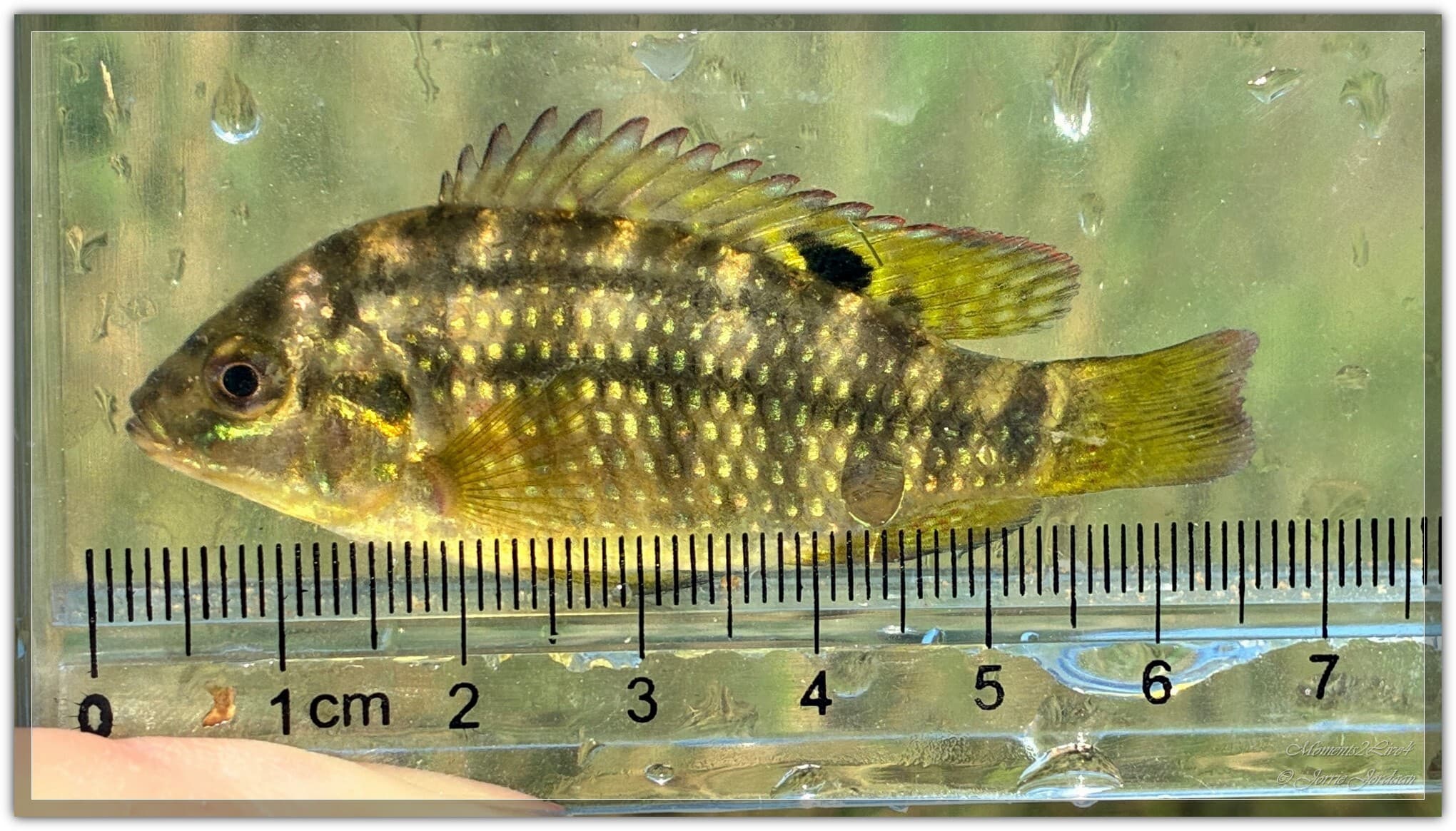 Tilapia