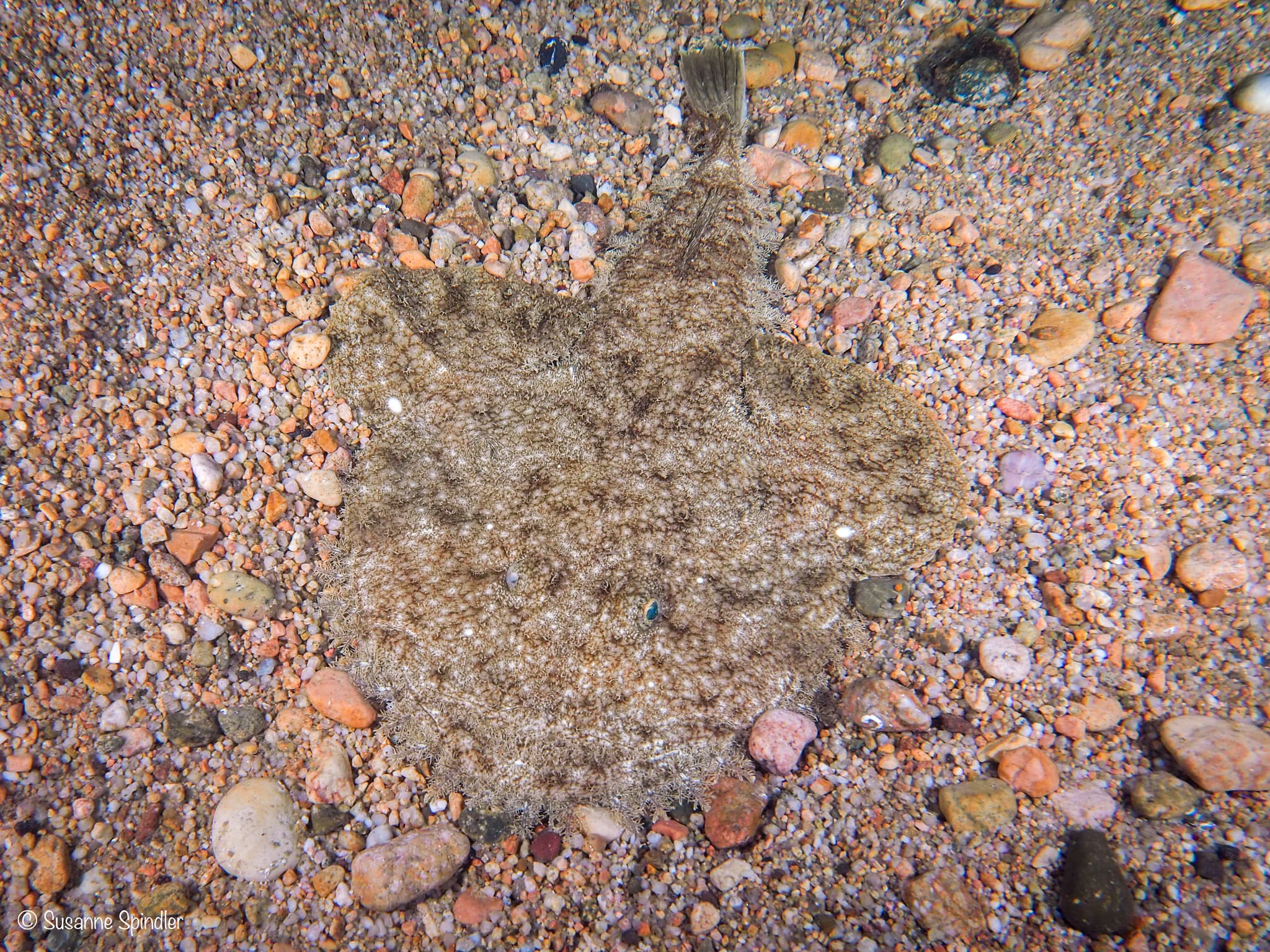 Black-bellied Anglerfish