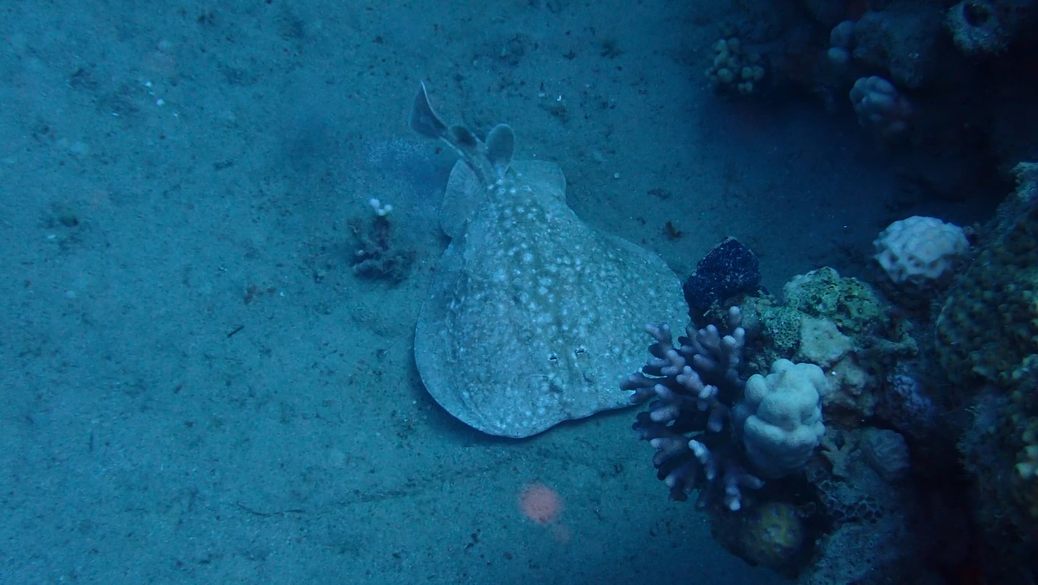 Torpedo Ray