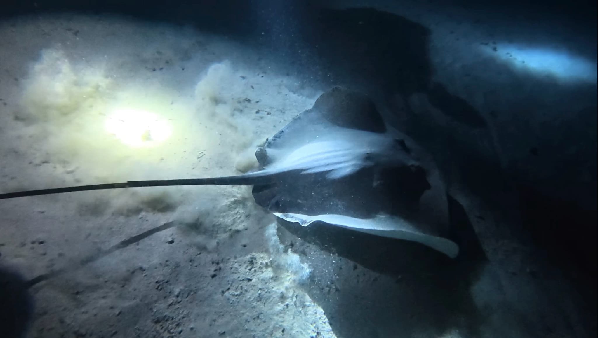 Stingray