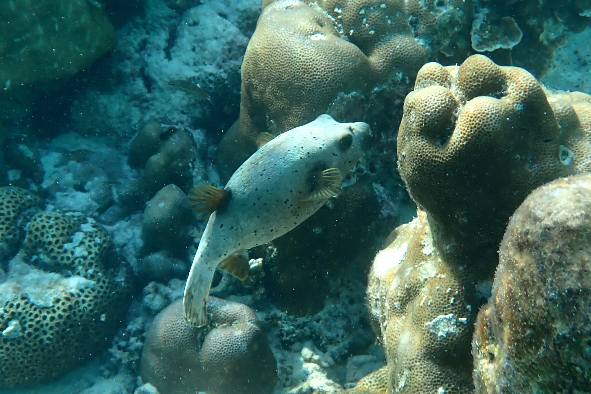 Blackspotted Puffer