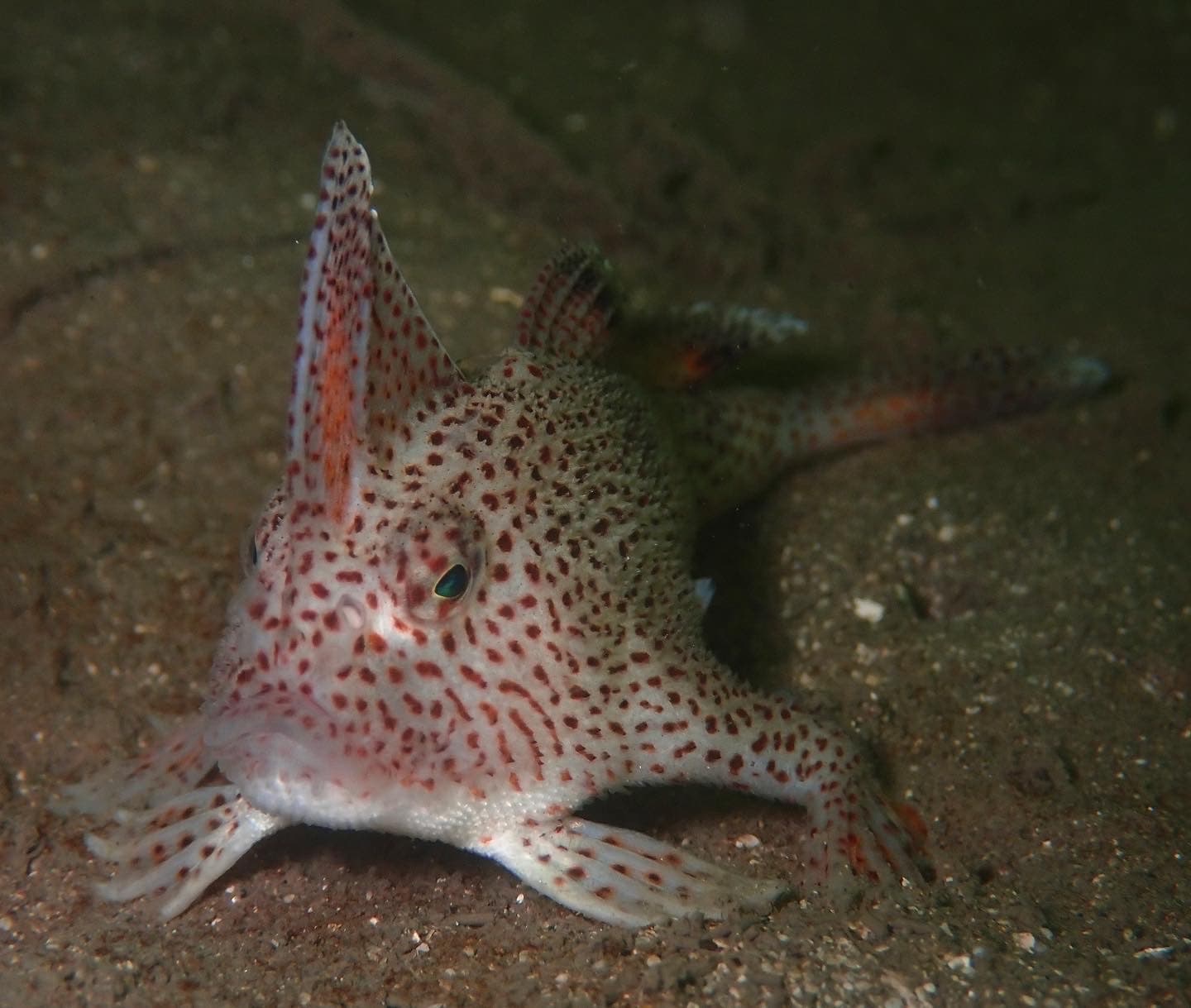 Handfish (Spotted)