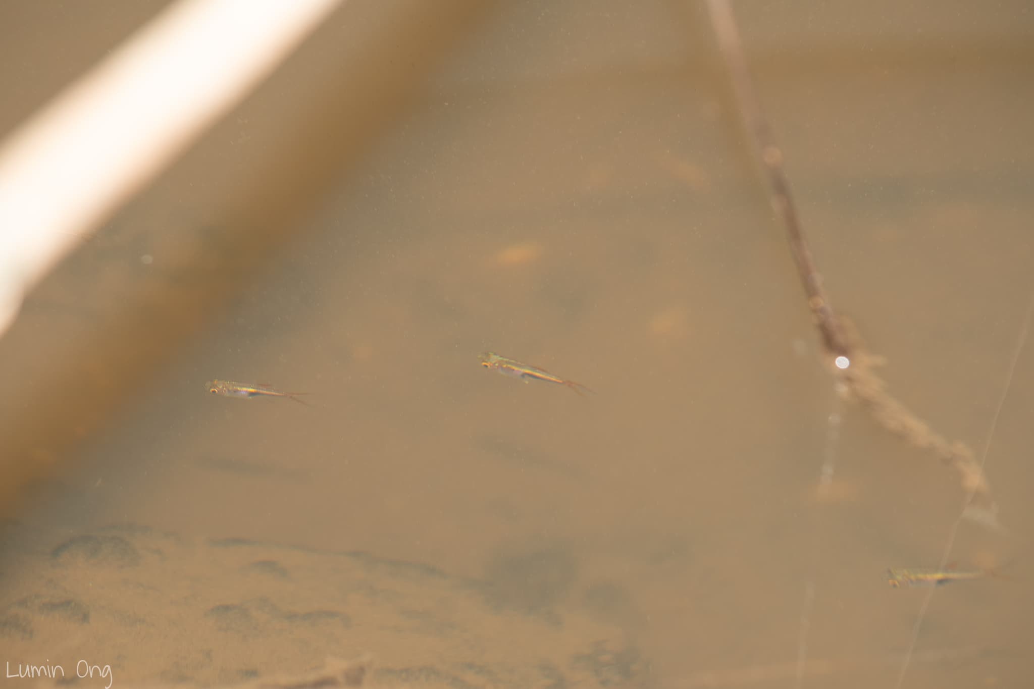 Rasbora (Harlequin)