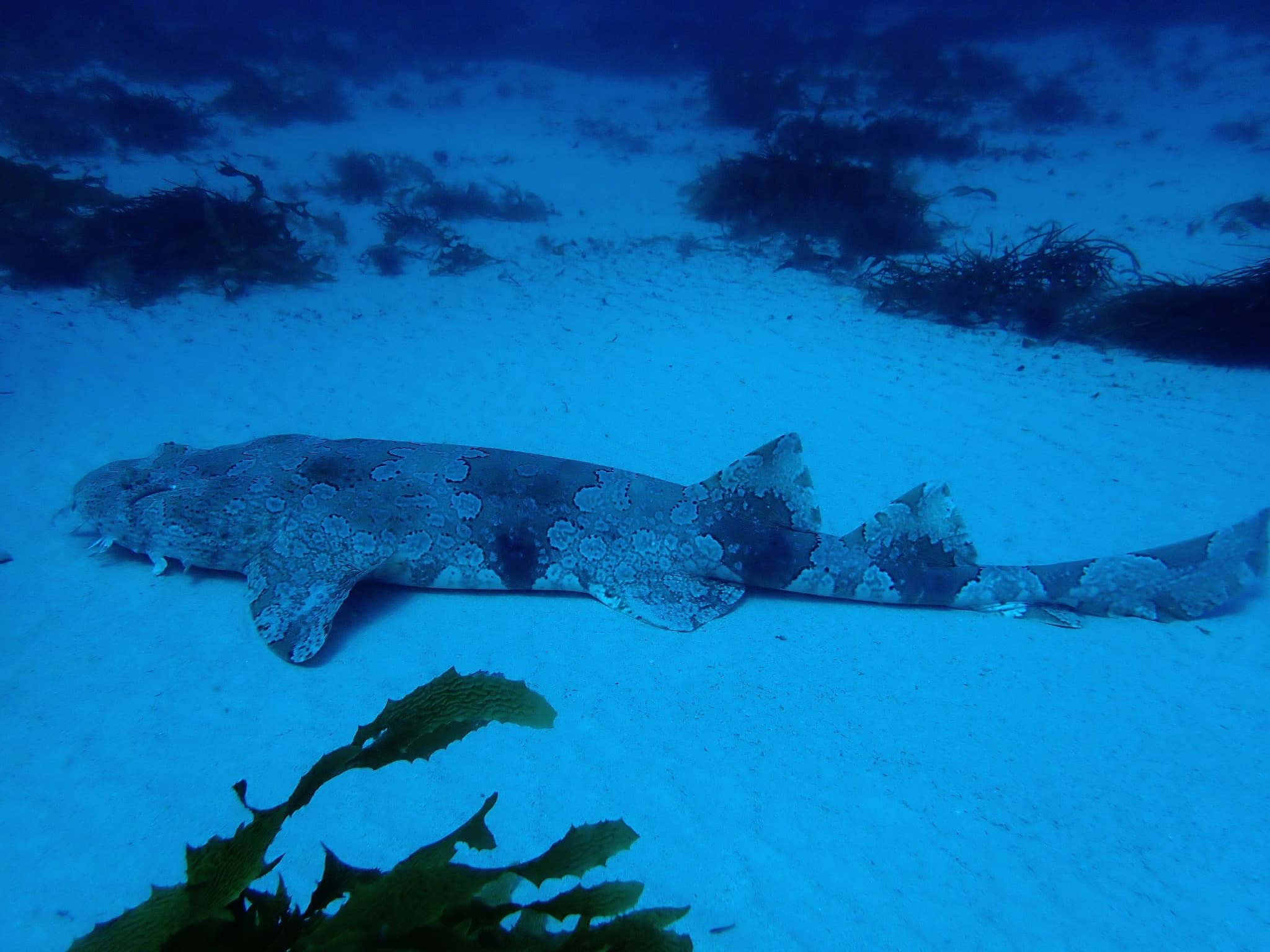 Banded Wobbegong