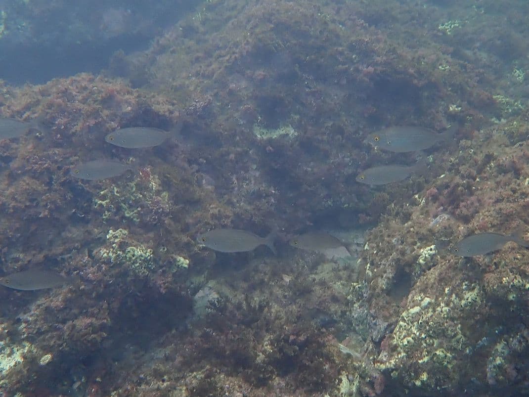 Salema Porgy