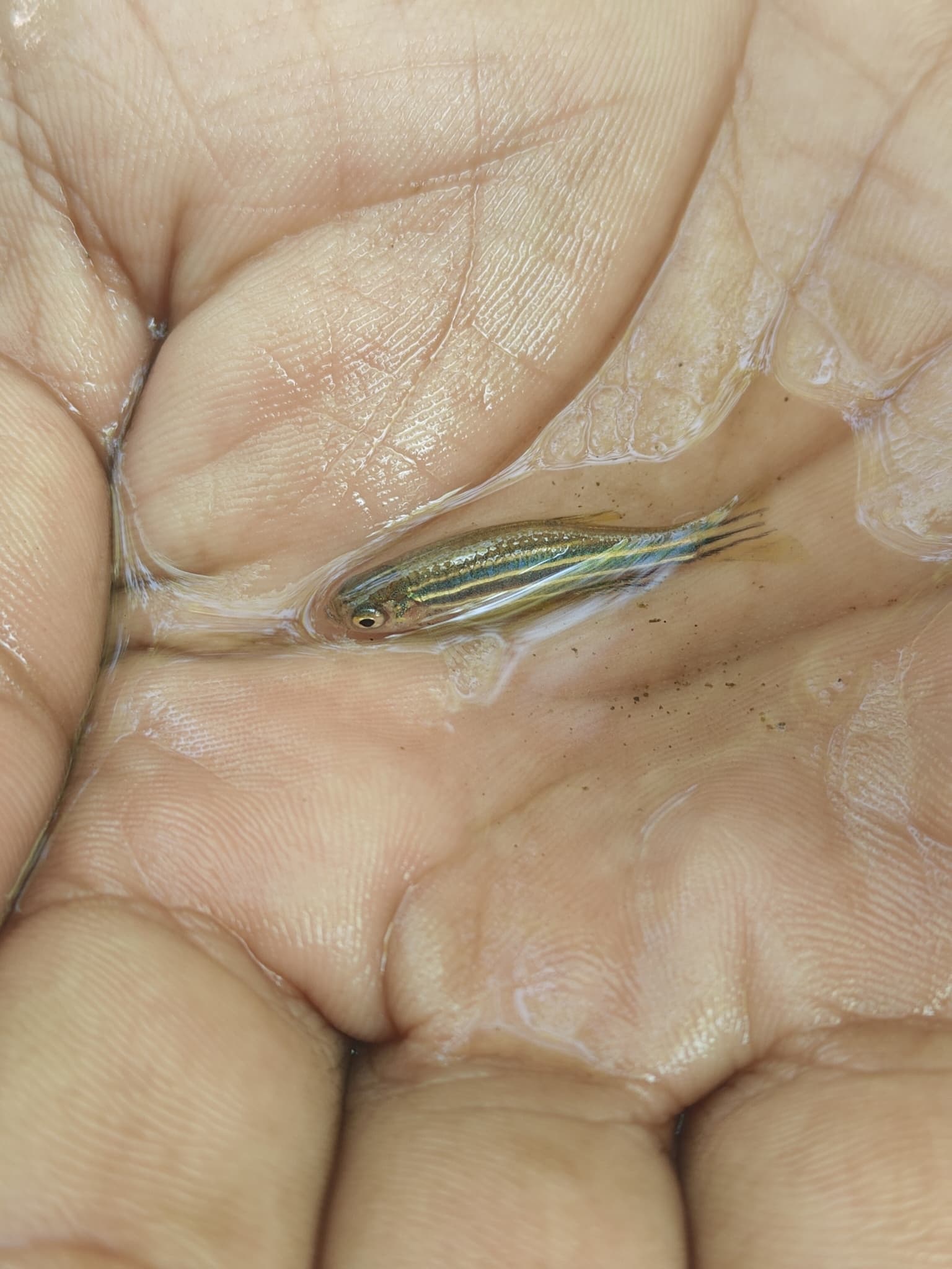 Zebra Danio
