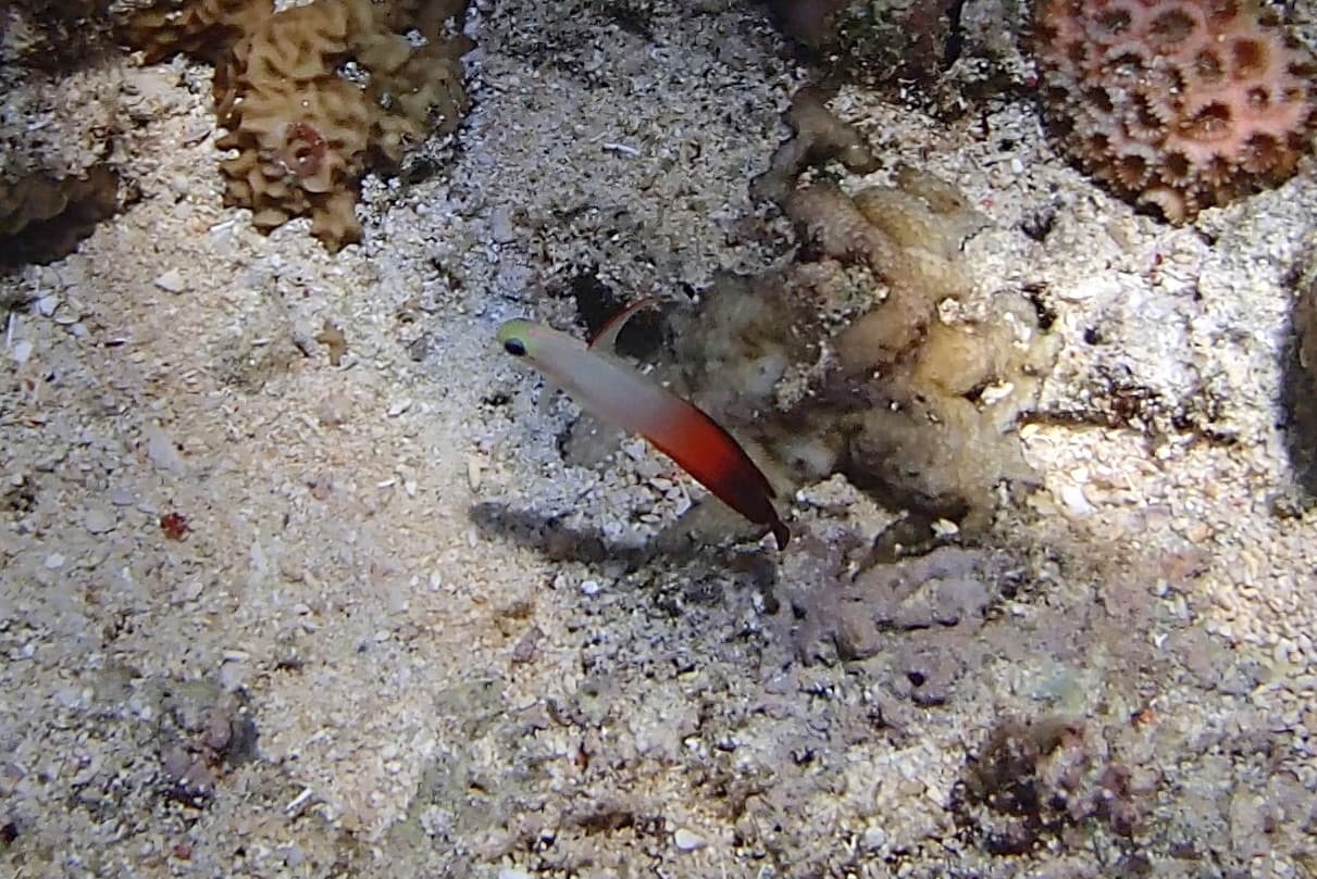 Dartfish (Fire)