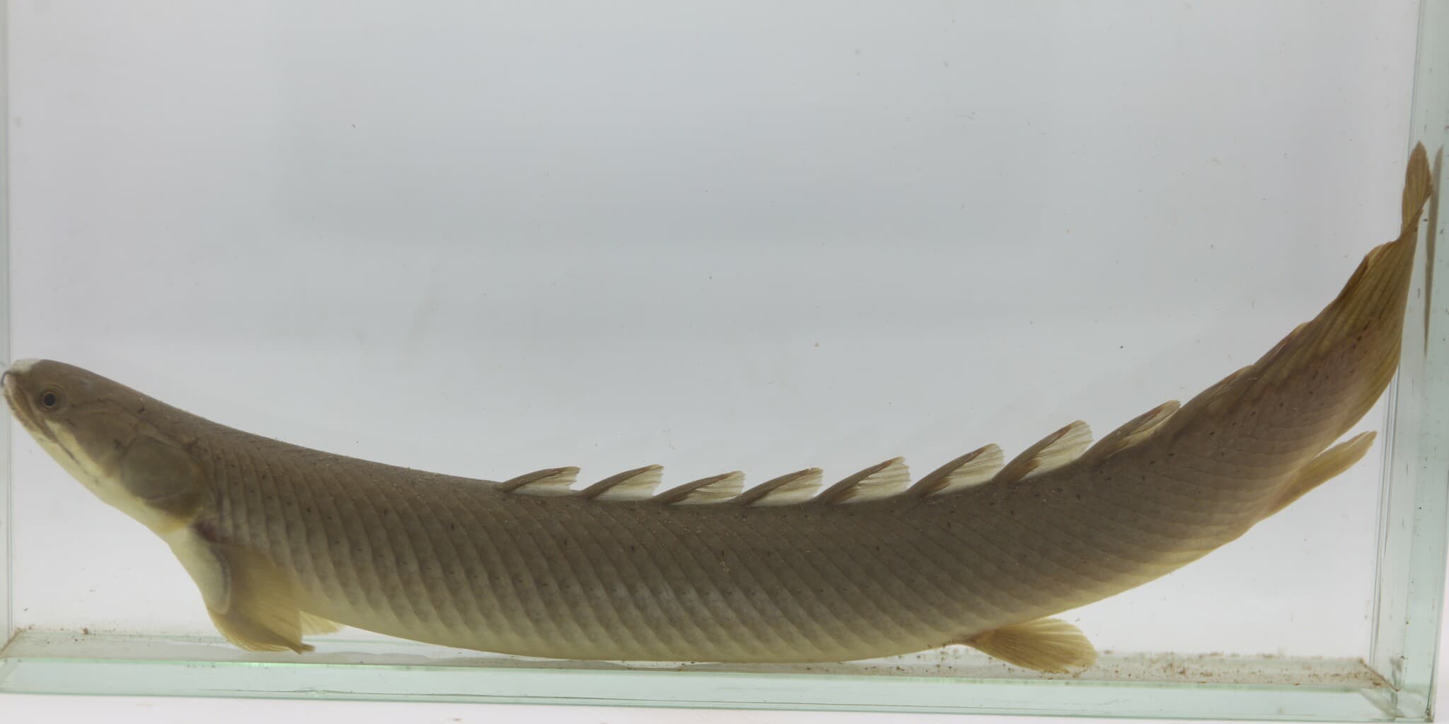 Bichir