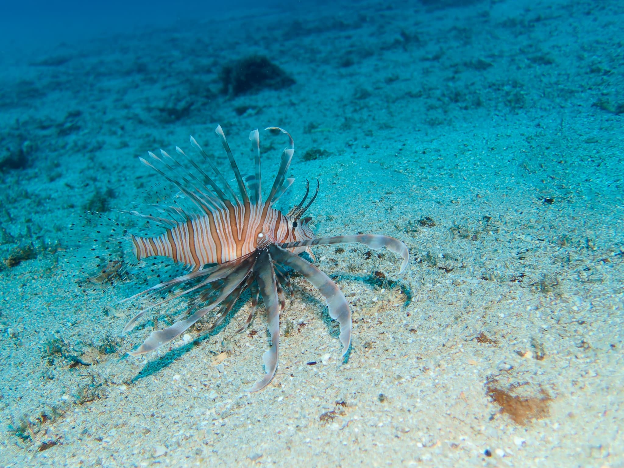 Red Lionfish
