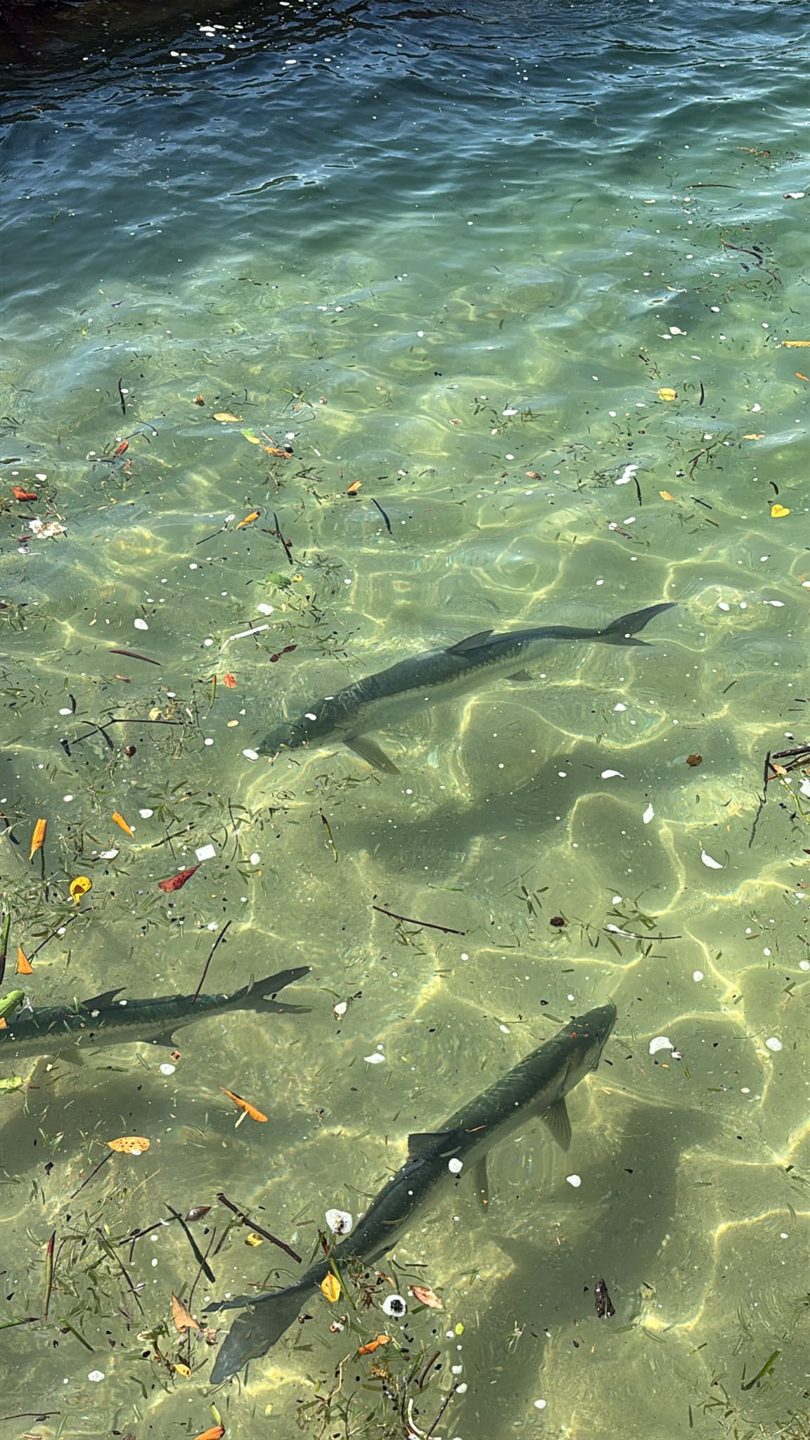 Tarpon