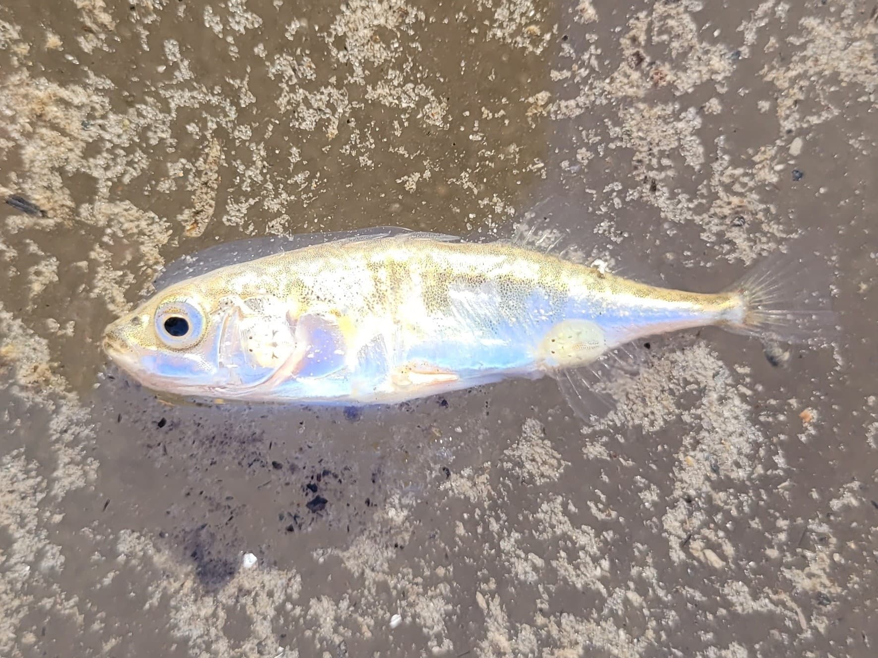 Stickleback