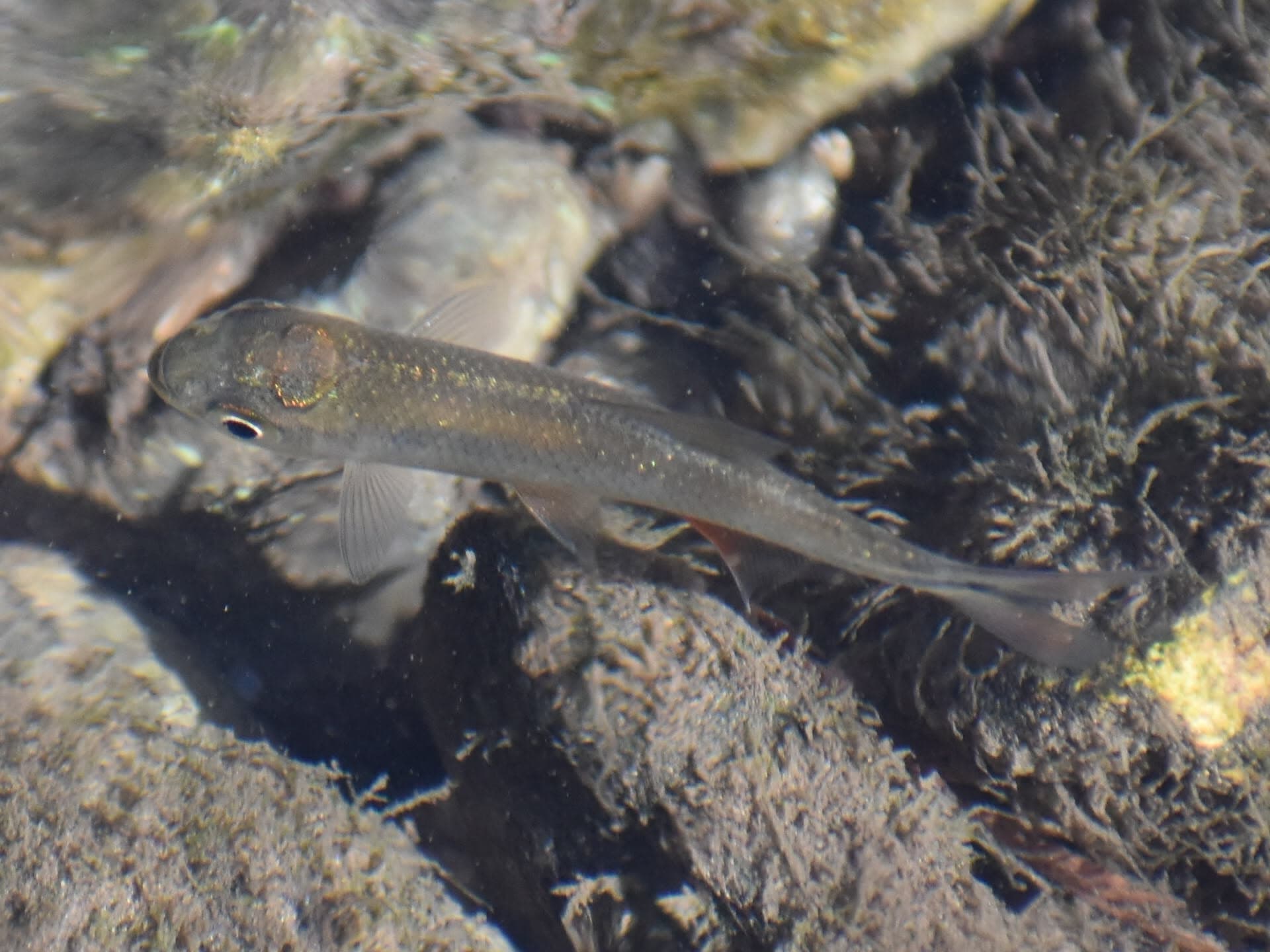 Blind Cave Fish