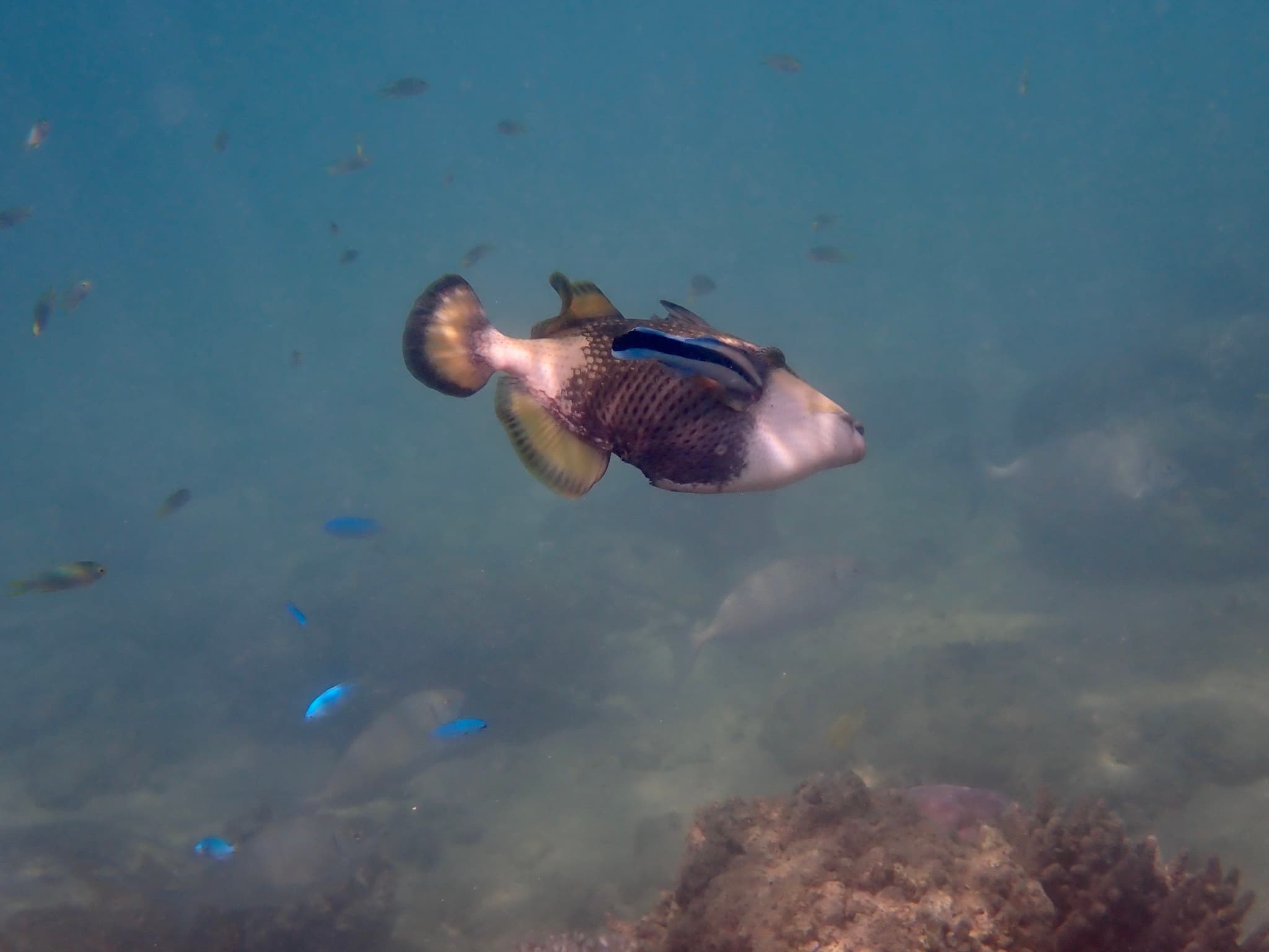 Cleaner Wrasse
