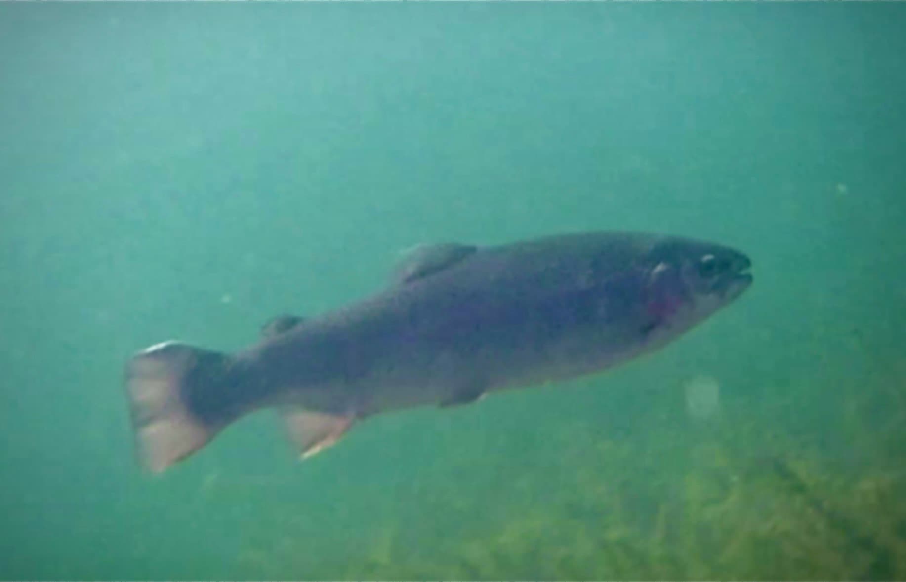 Rainbow Trout