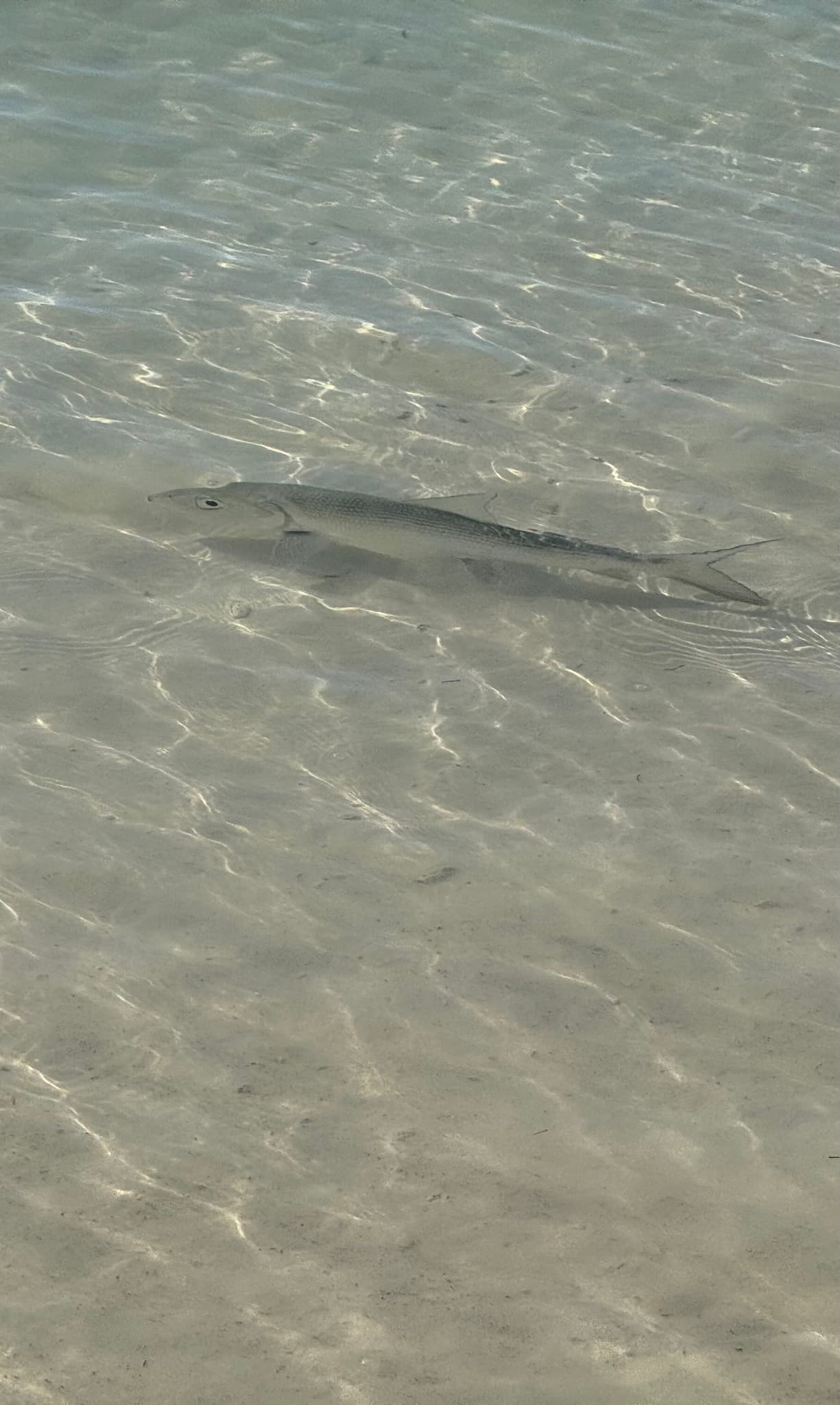 Bonefish