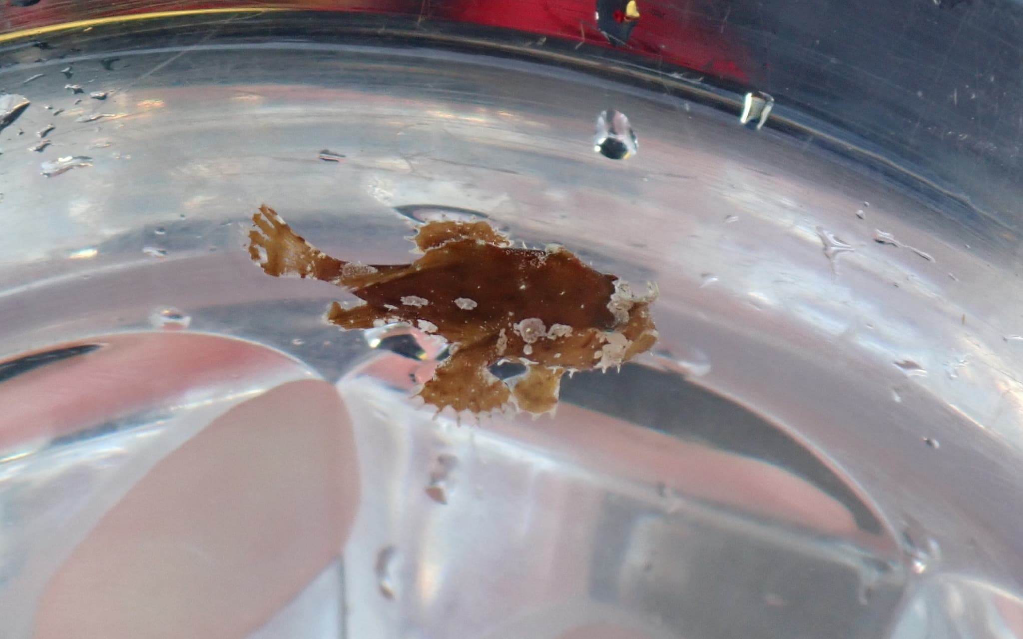 Sargassum Fish