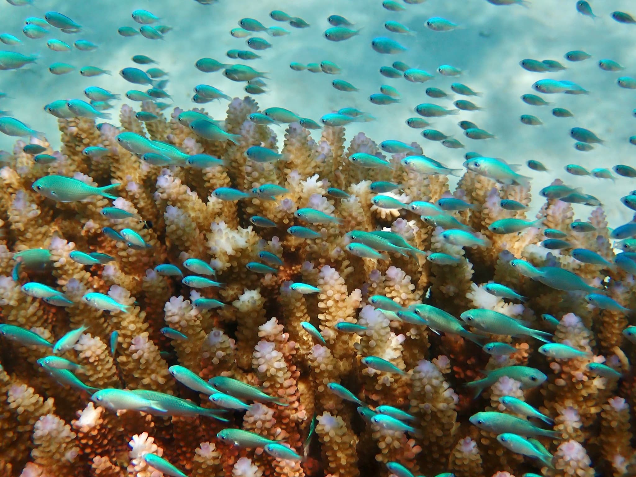 Blue Green Chromis