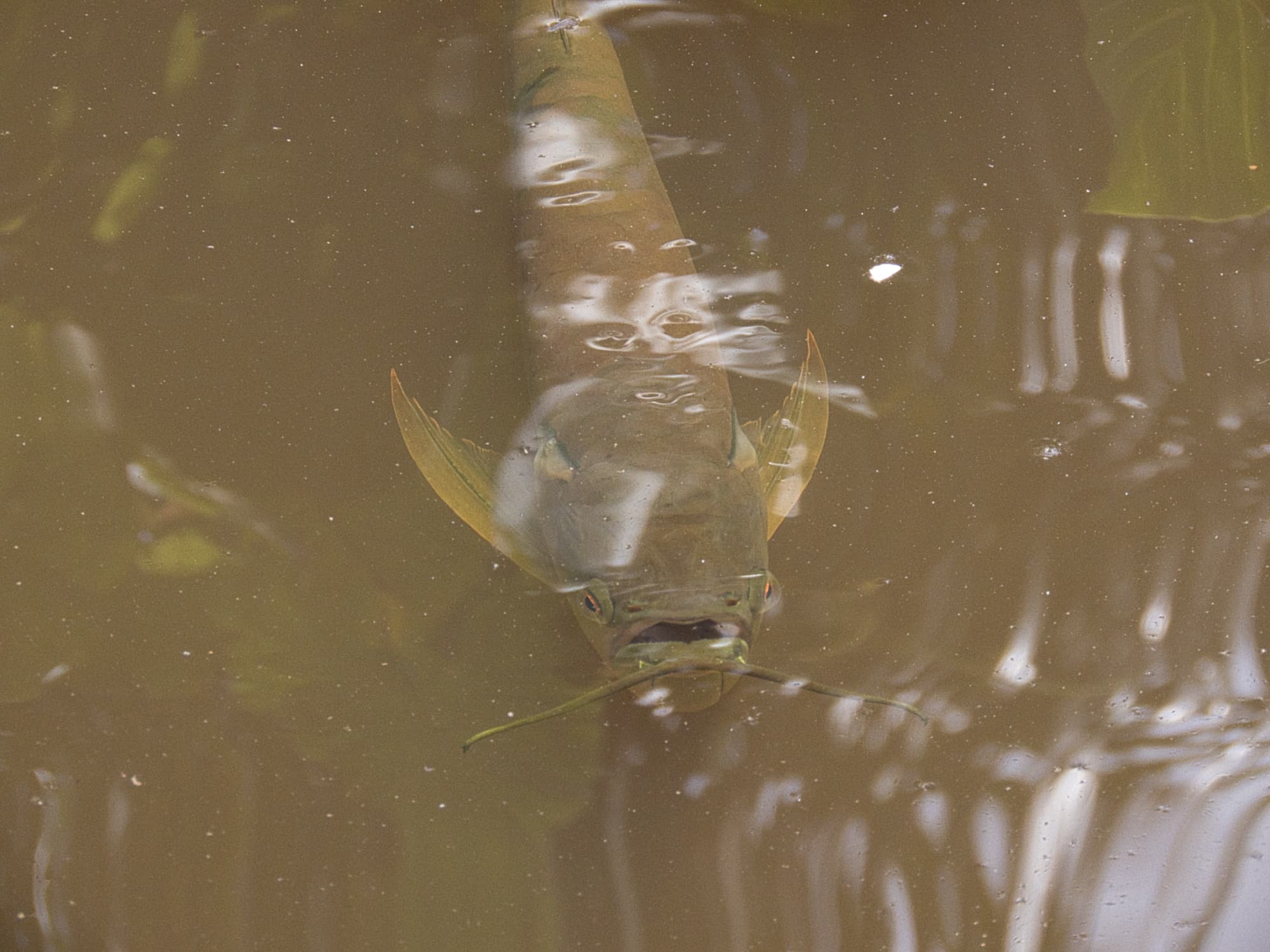 Arowana