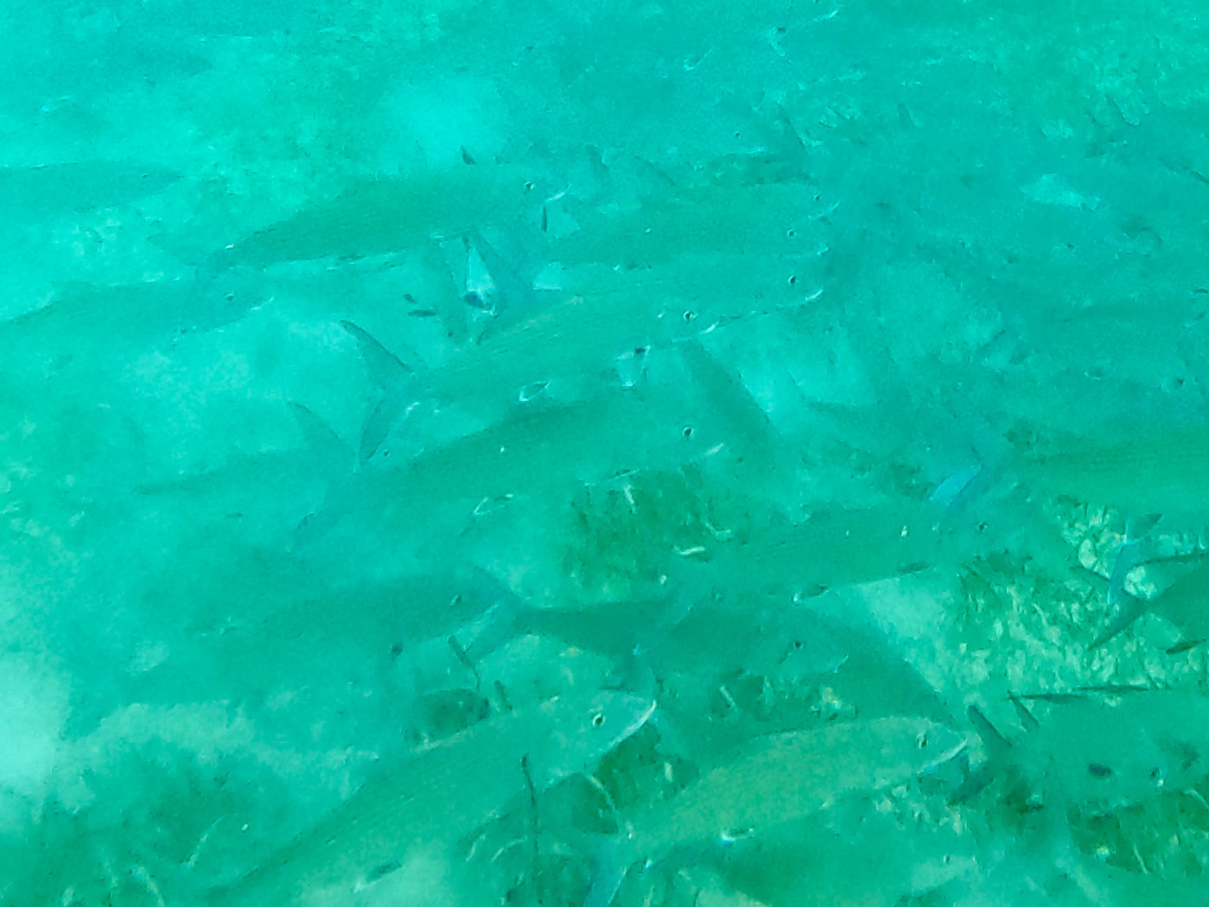 Bonefish