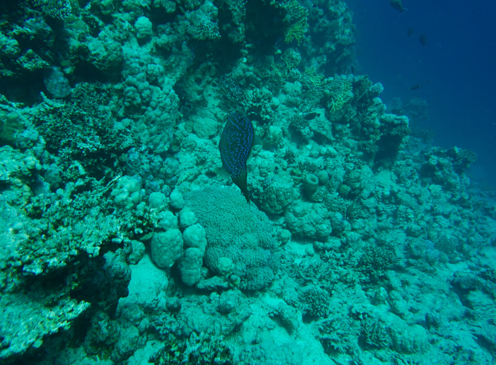 Scribbled Filefish