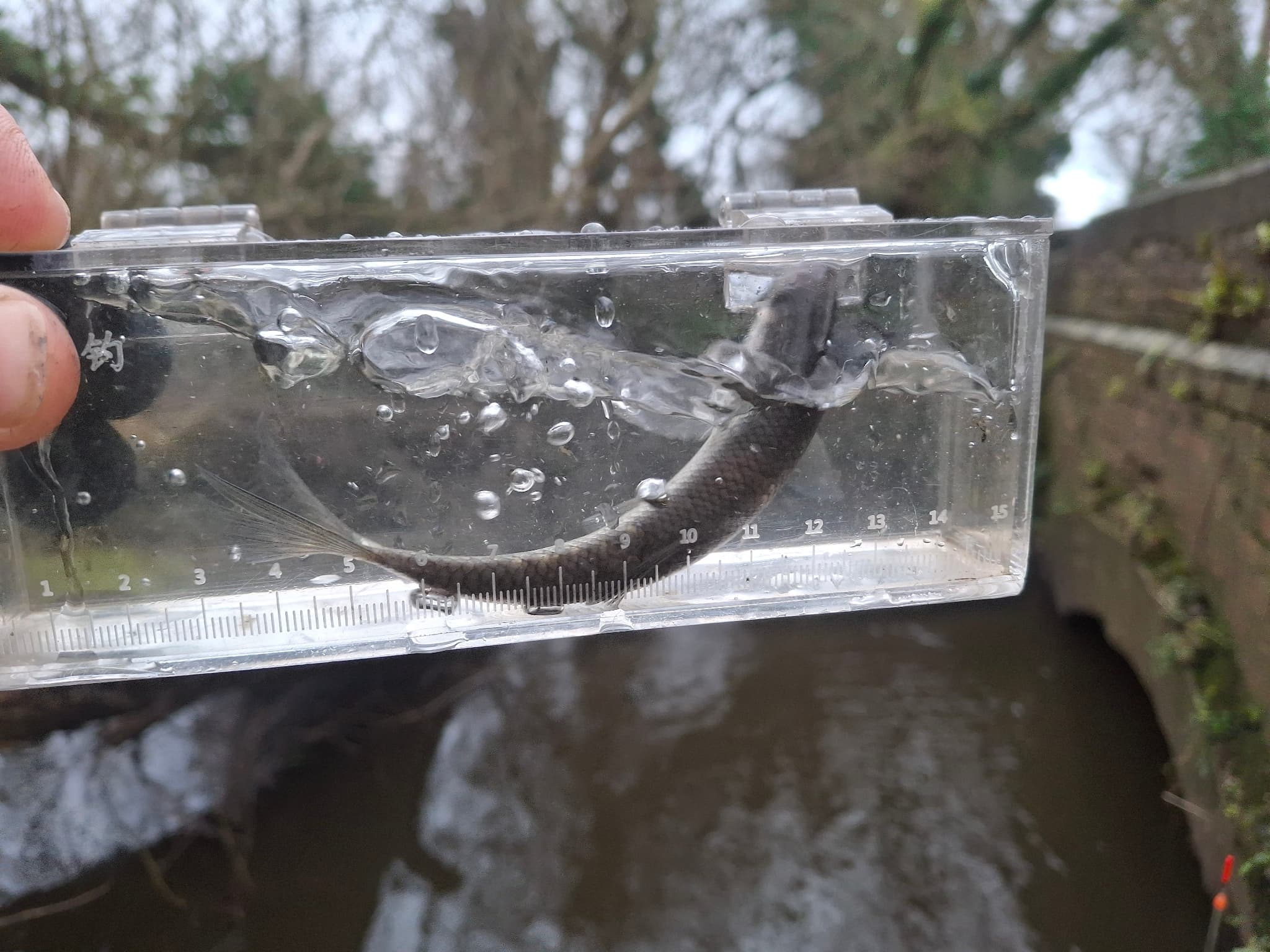 Dace