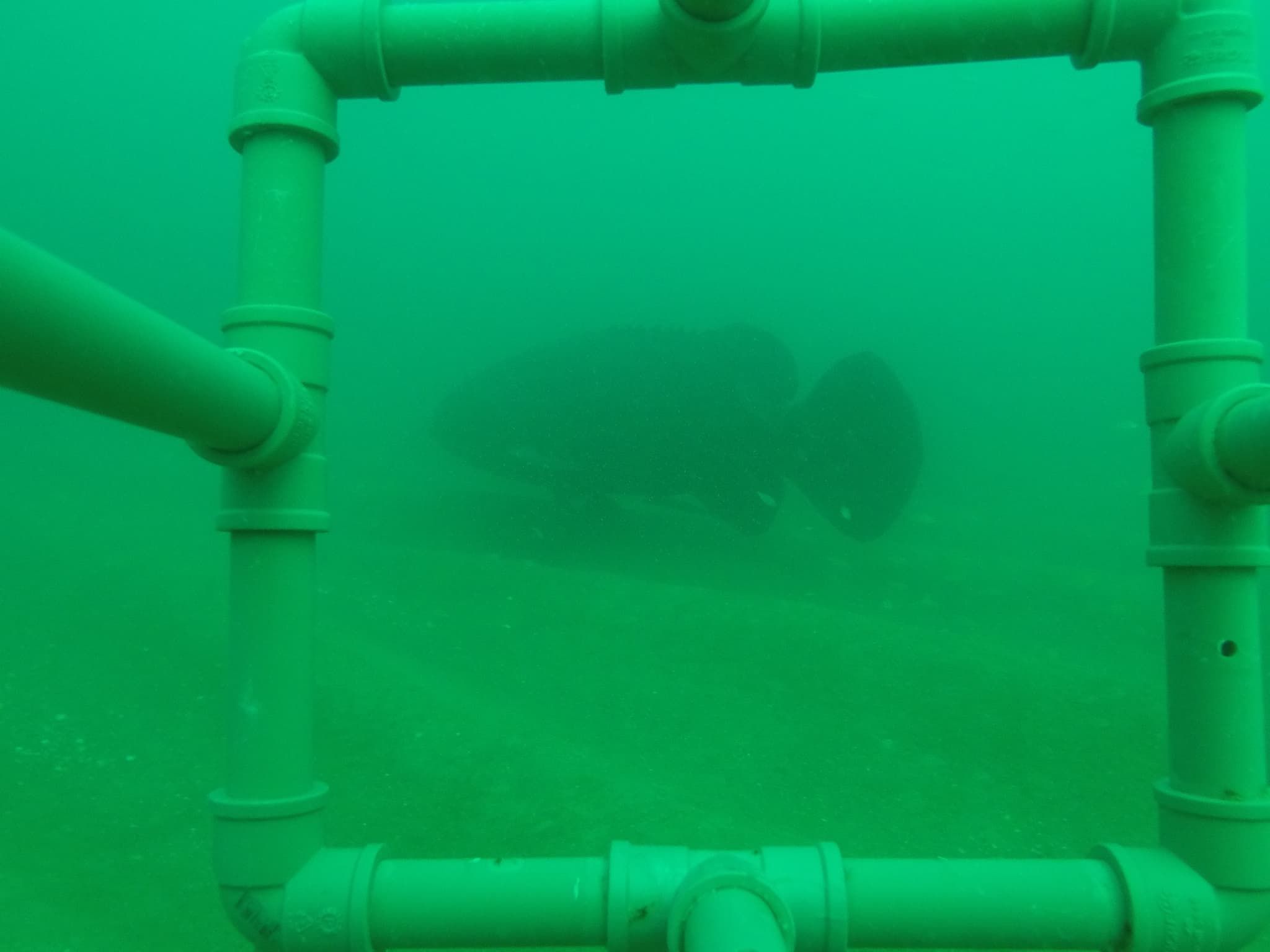 Grouper (Goliath)