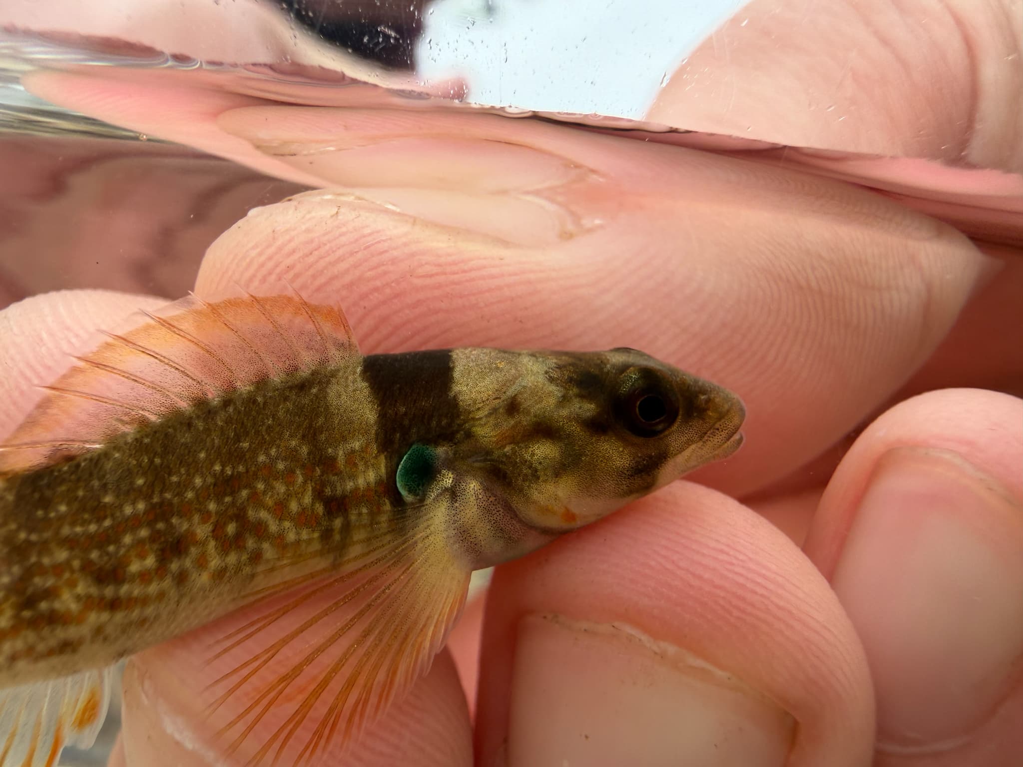 Speckled Darter