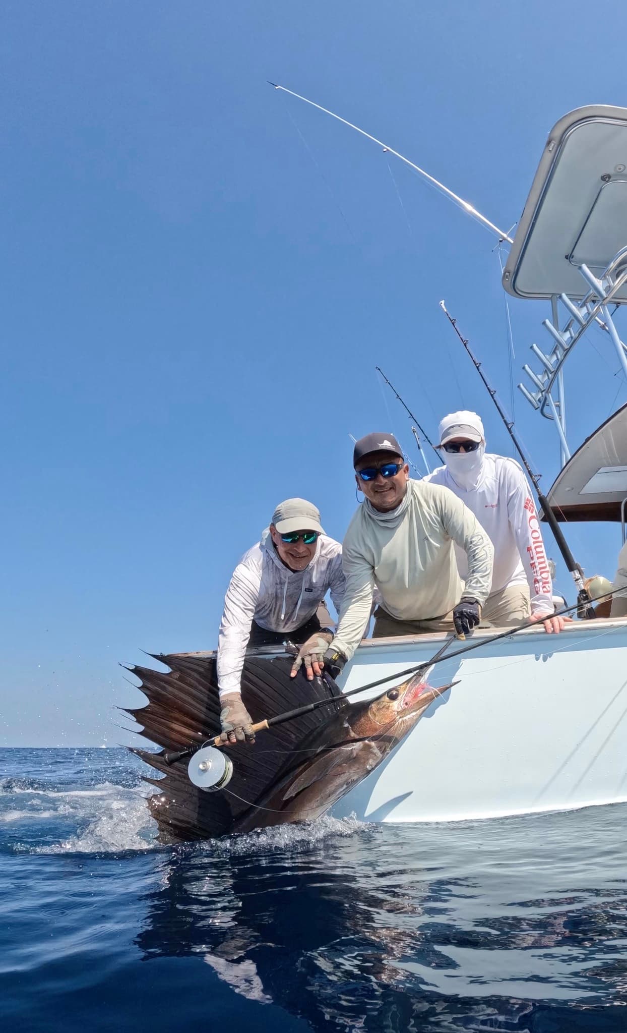 Sailfish