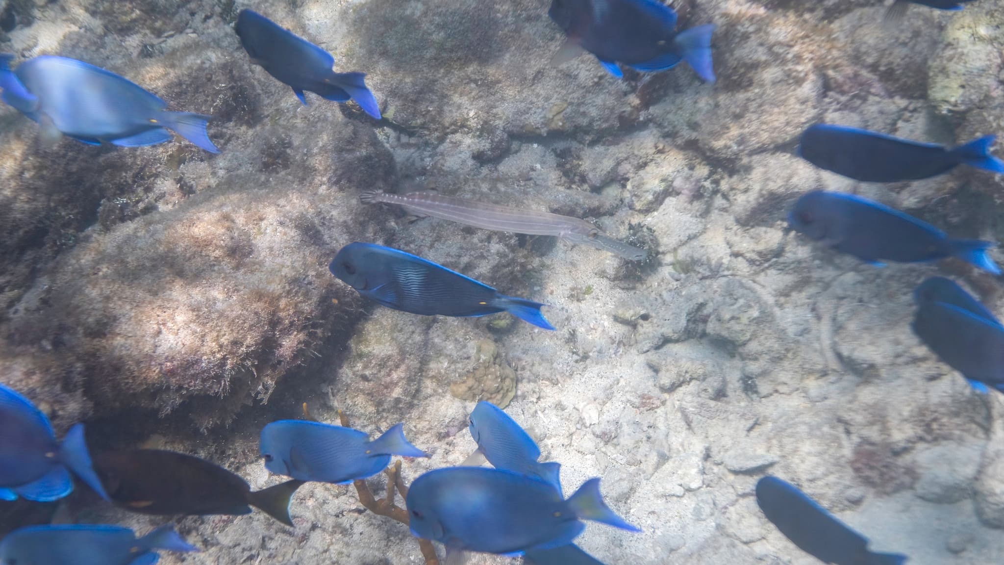 Trumpetfish