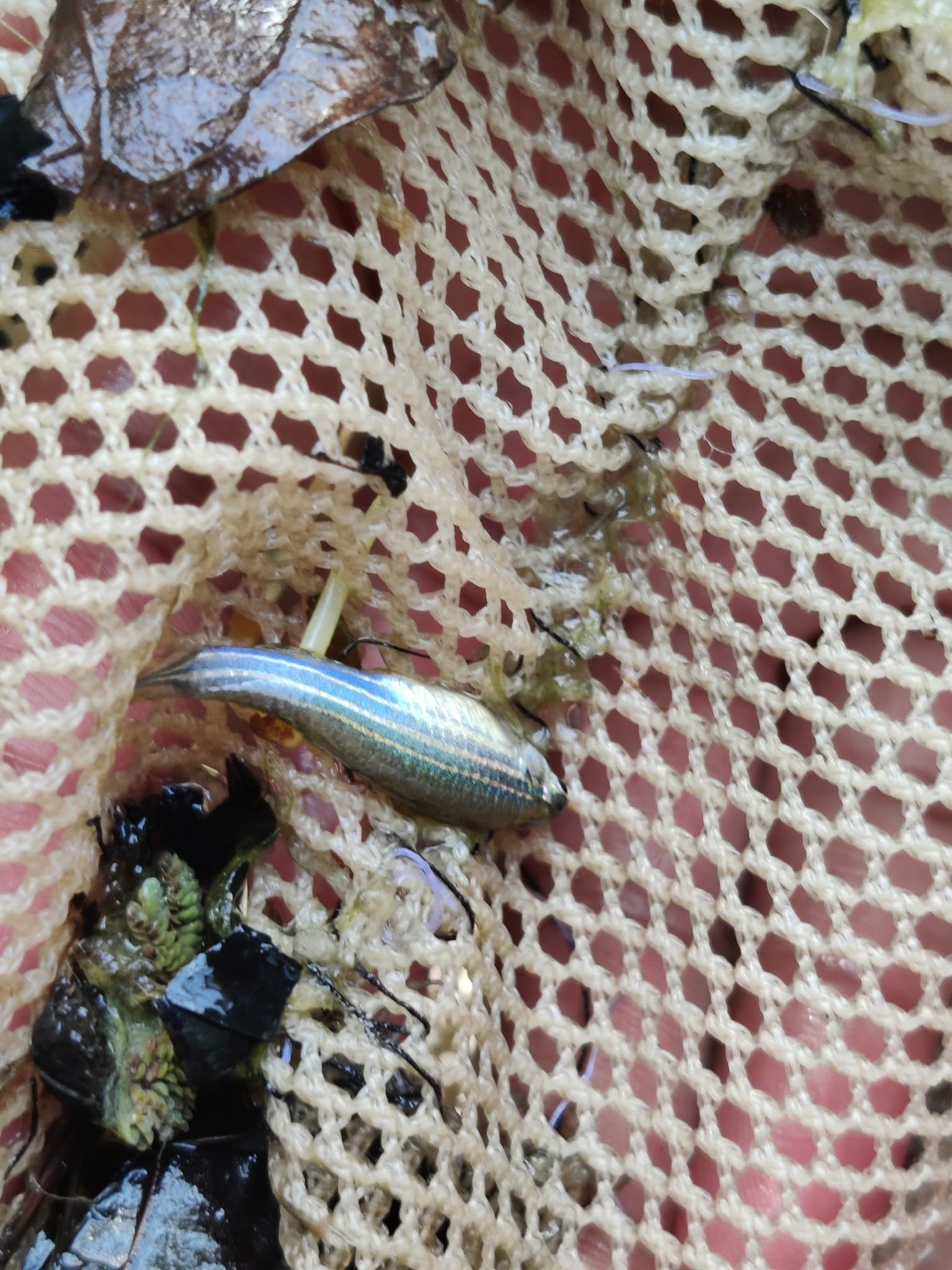 Danios (Zebra)