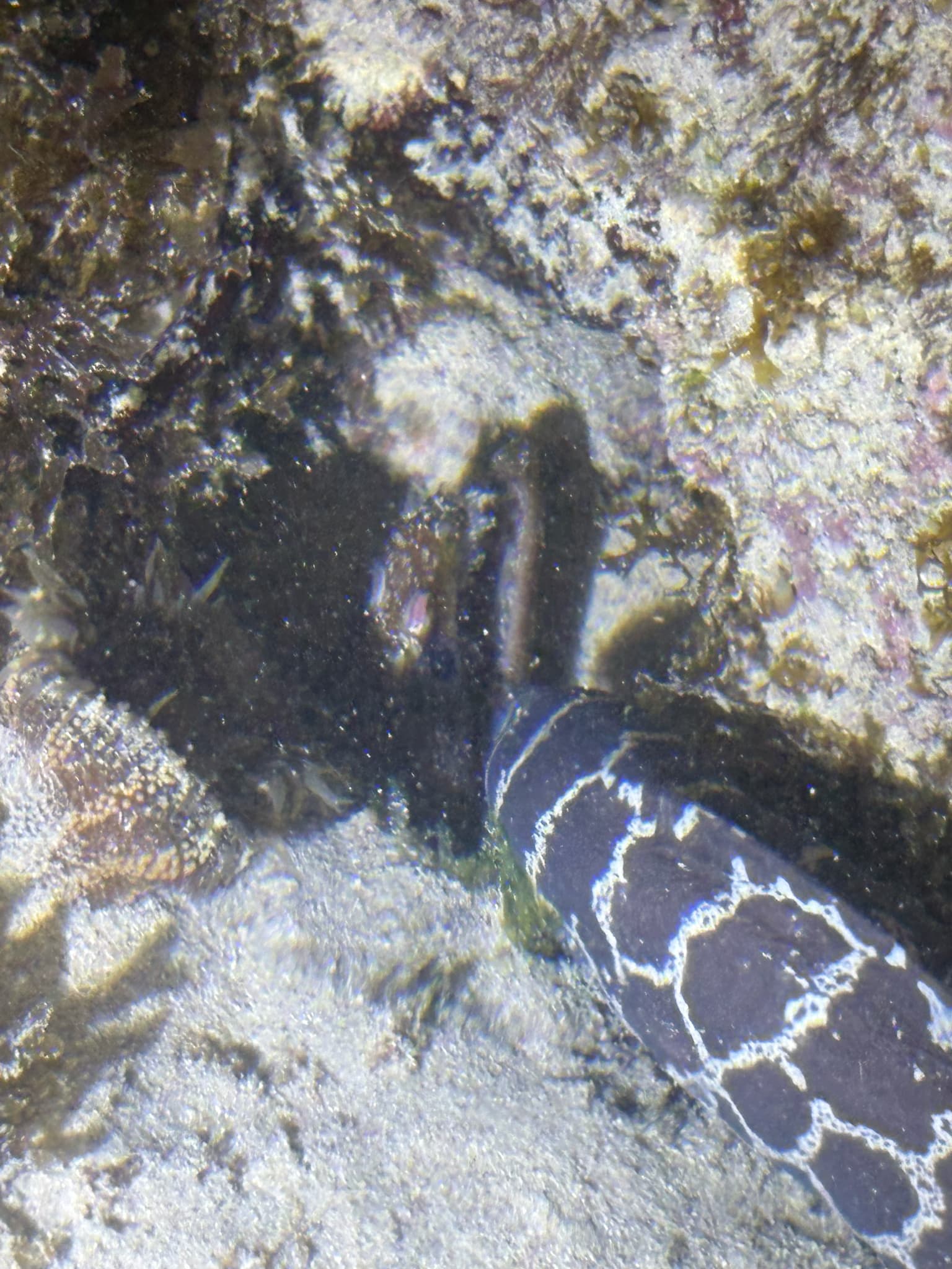 Chain Moray Eel