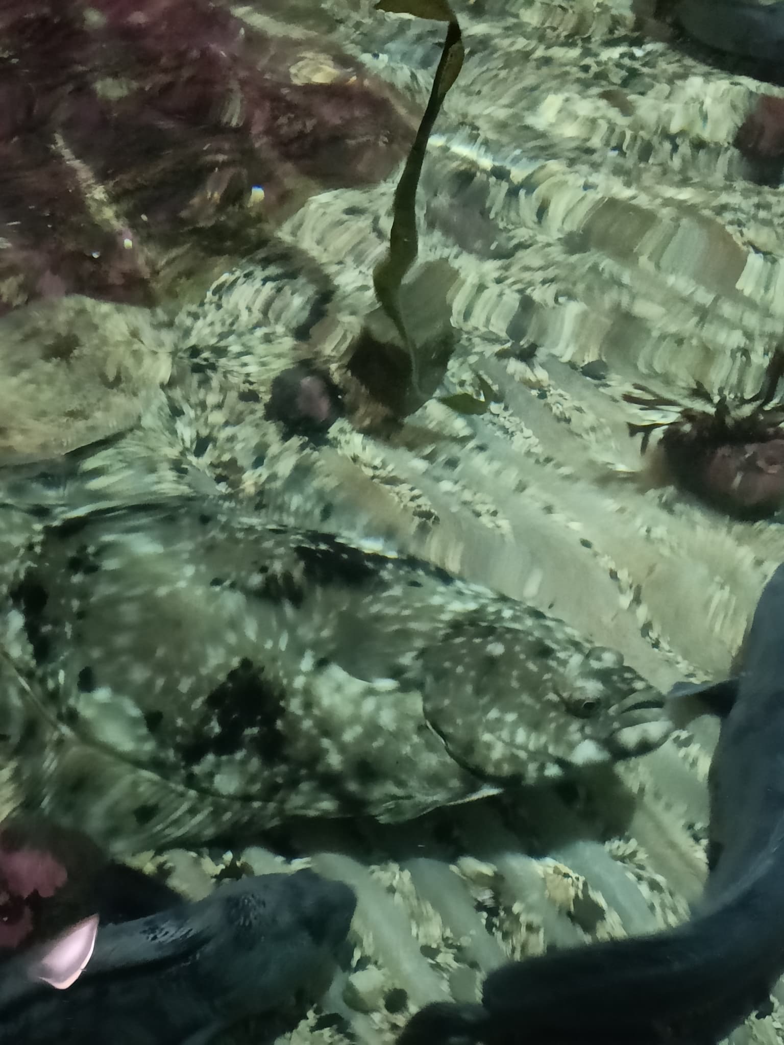 Atlantic Halibut