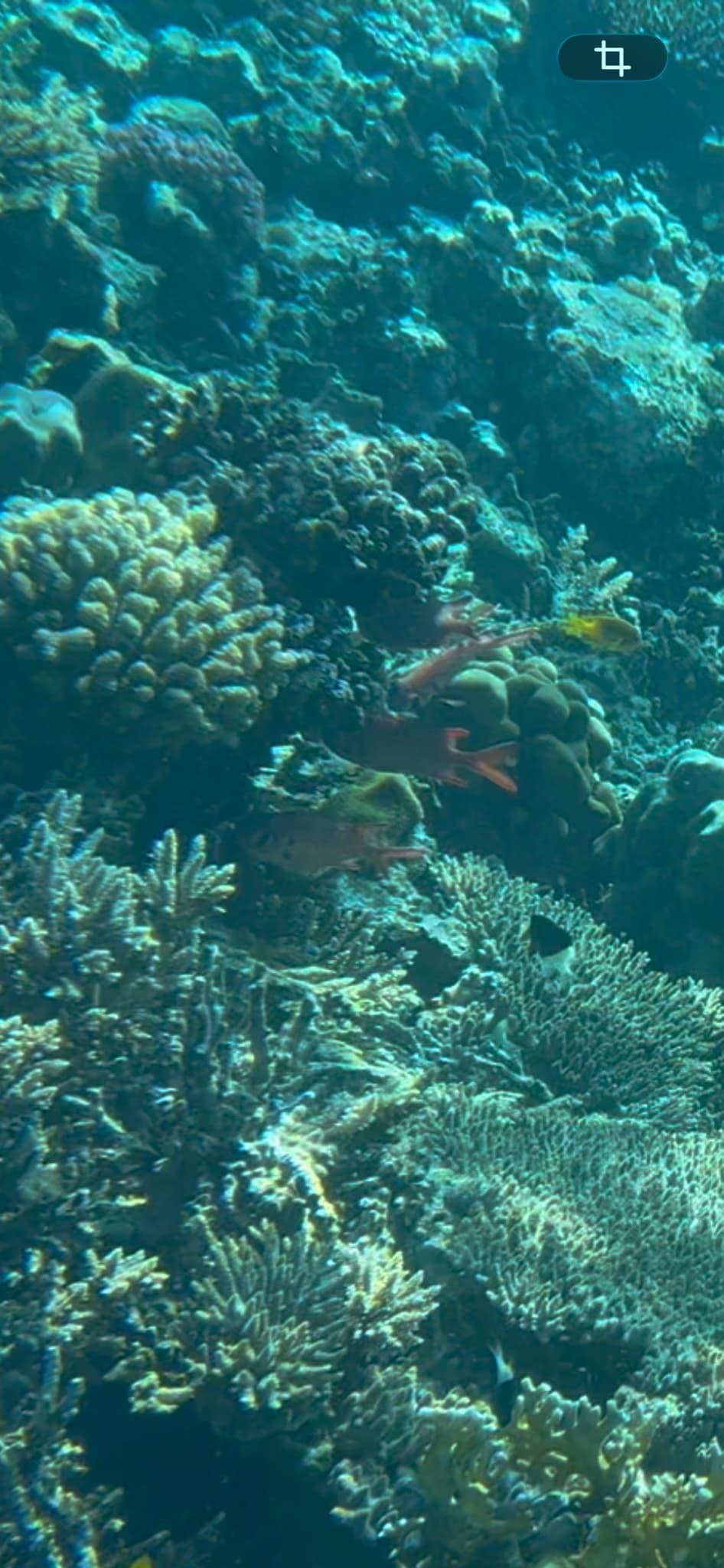 Soldierfish