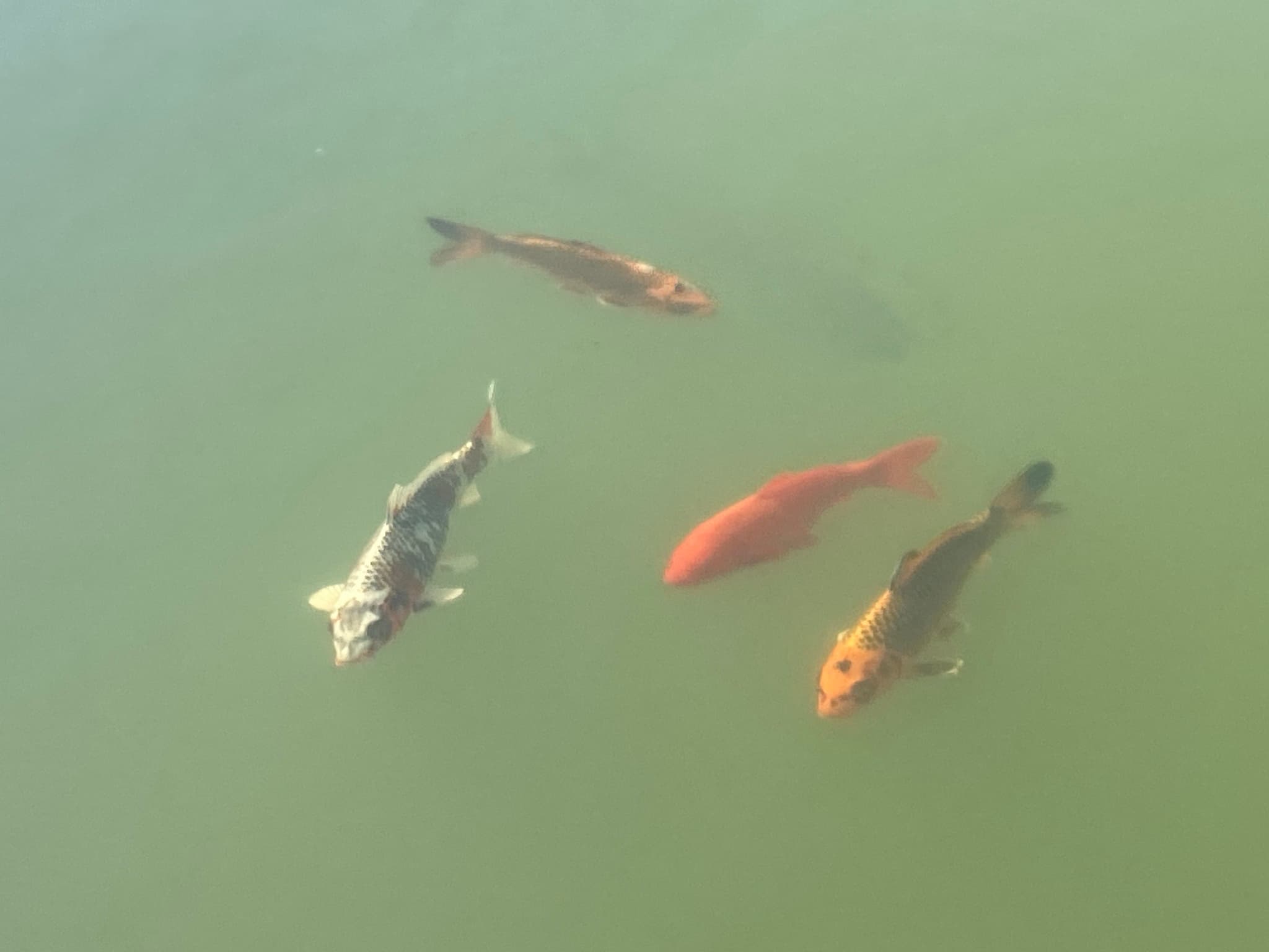 Koi