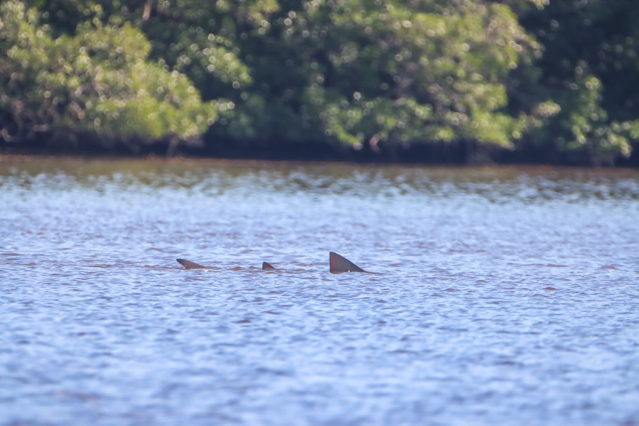 Sawfish
