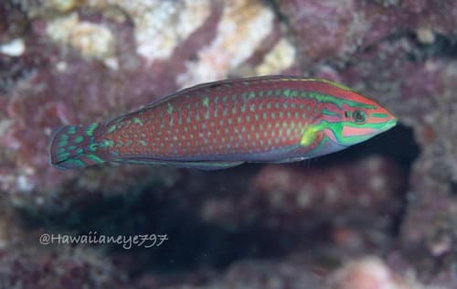 Ornamental Wrasse