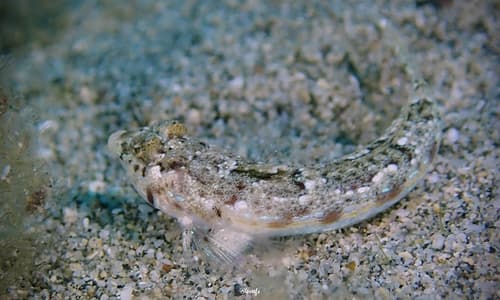Ornamented Dragonet