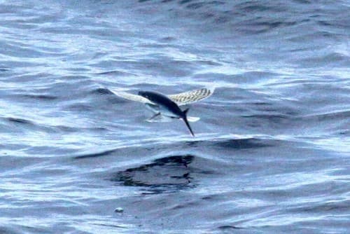 Ornamented Flyingfish