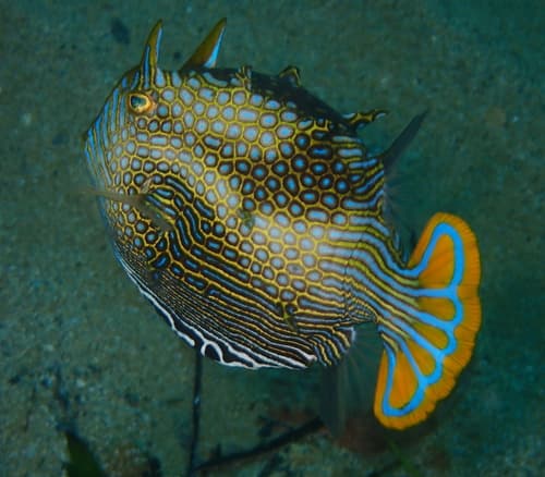 Ornate Cowfish
