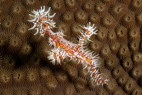 Ornate Ghostpipefish
