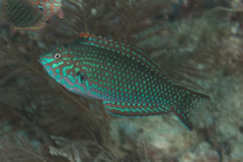Ornate Leopard Wrasse