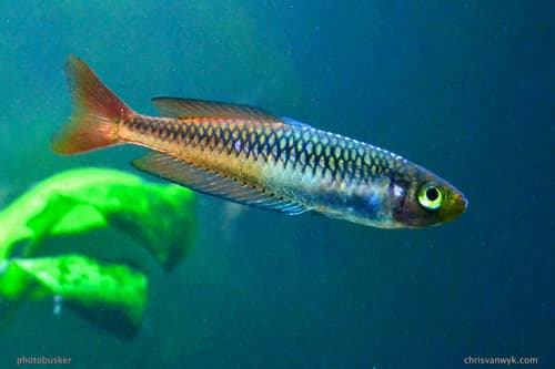 Ornate Rainbowfish